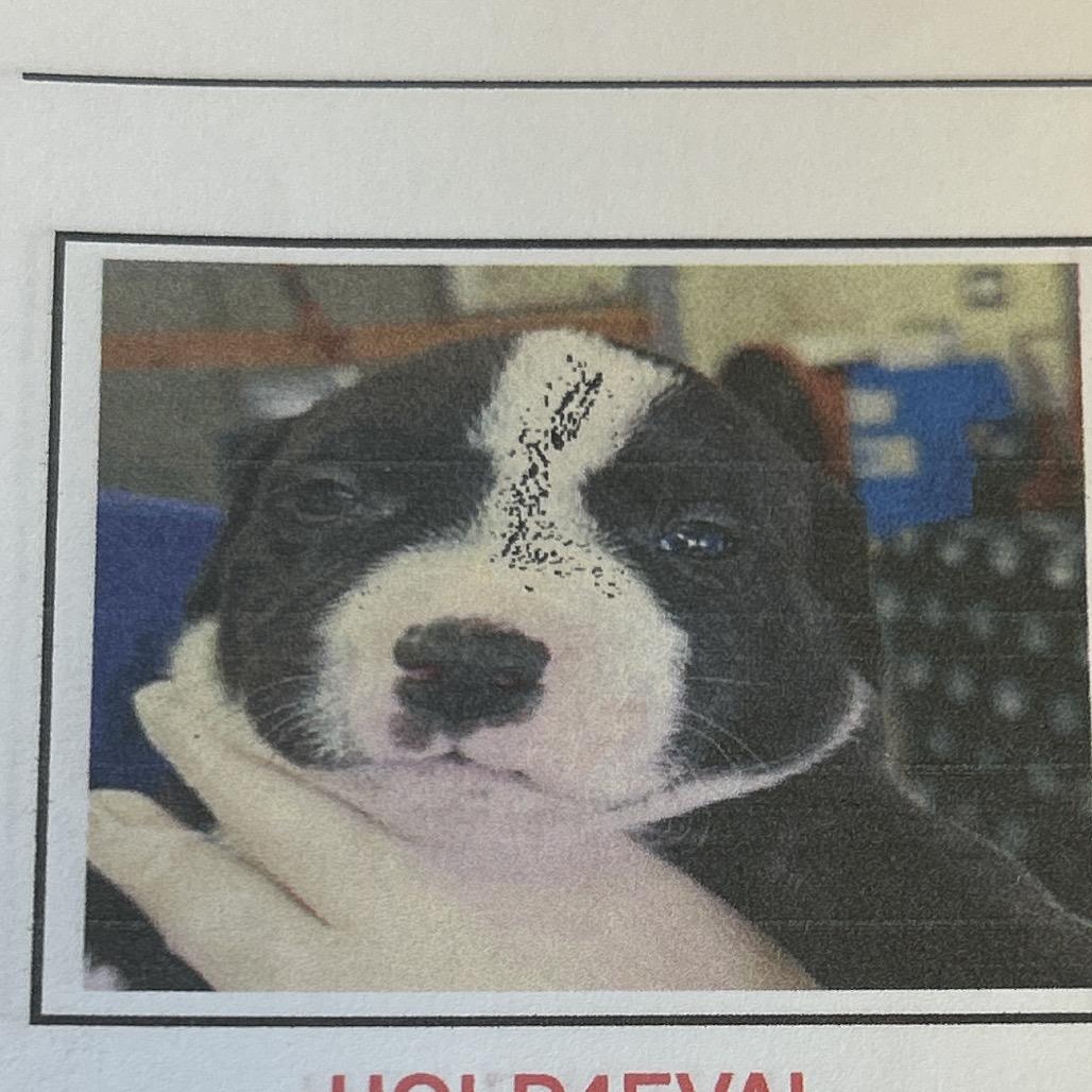 Enlarge Tootsie Pop, a Adoptable Mixed Breed in Pensacola, FL image 2/2