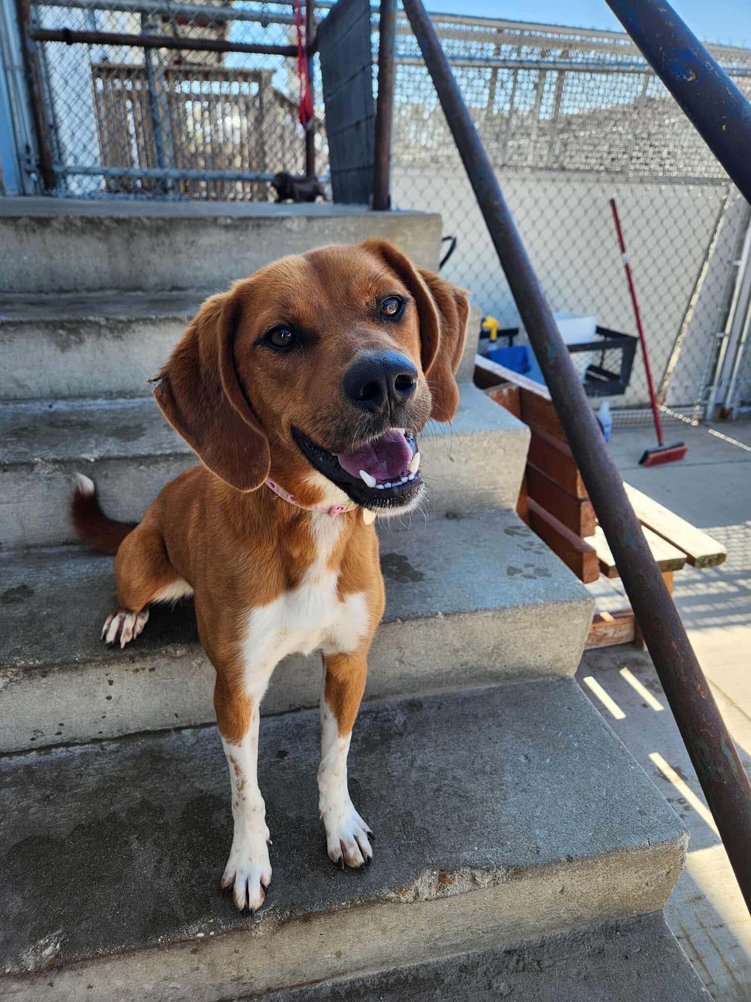 Savannah thumbnail 2