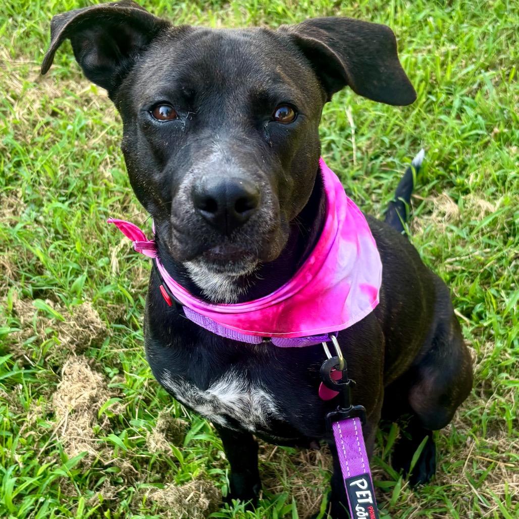 Sol/Mom, Adoptable, Adult Female Black Labrador Retriever & Mixed Breed.