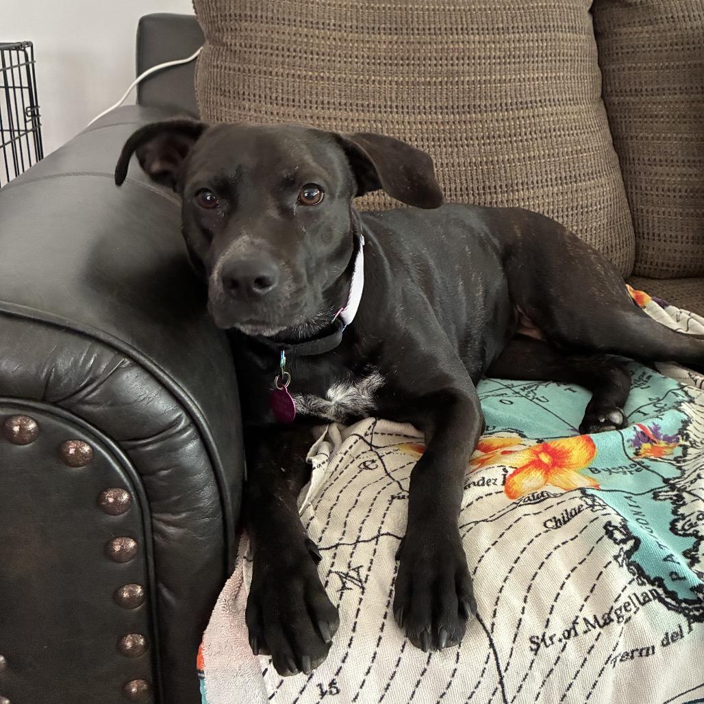 Enlarge Sol/Mom, a Adoptable mixed breed in St. Peters, MO image 2/6