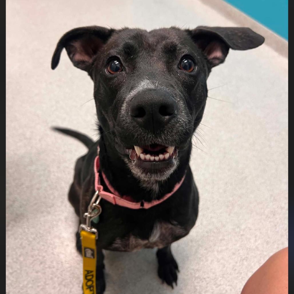 Enlarge Sol/Mom, a Adoptable mixed breed in St. Peters, MO image 3/6