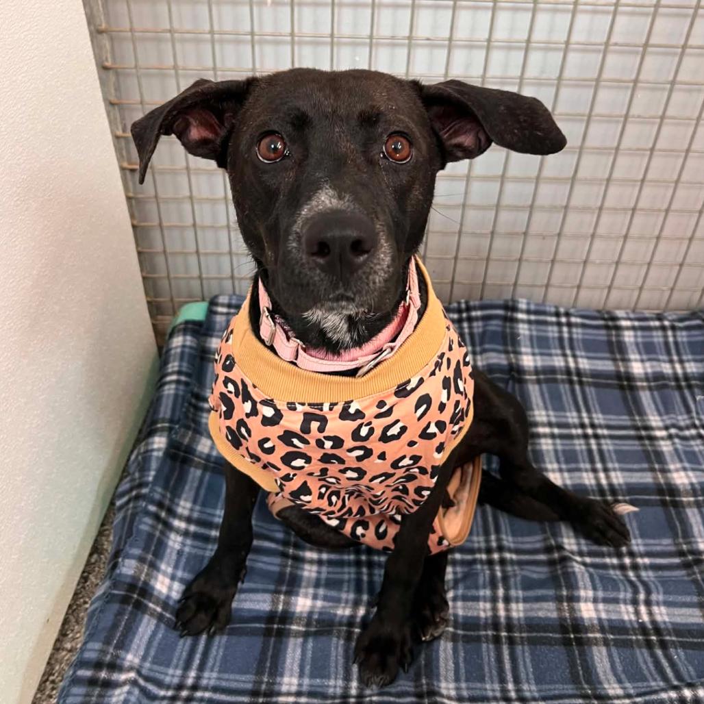 Enlarge Sol/Mom, a Adoptable mixed breed in St. Peters, MO image 4/6