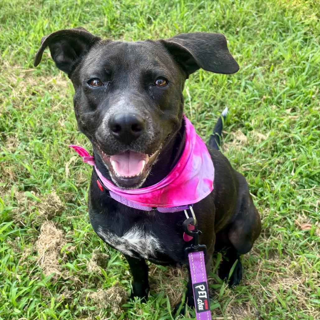 Enlarge Sol/Mom, a Adoptable mixed breed in St. Peters, MO image 5/6