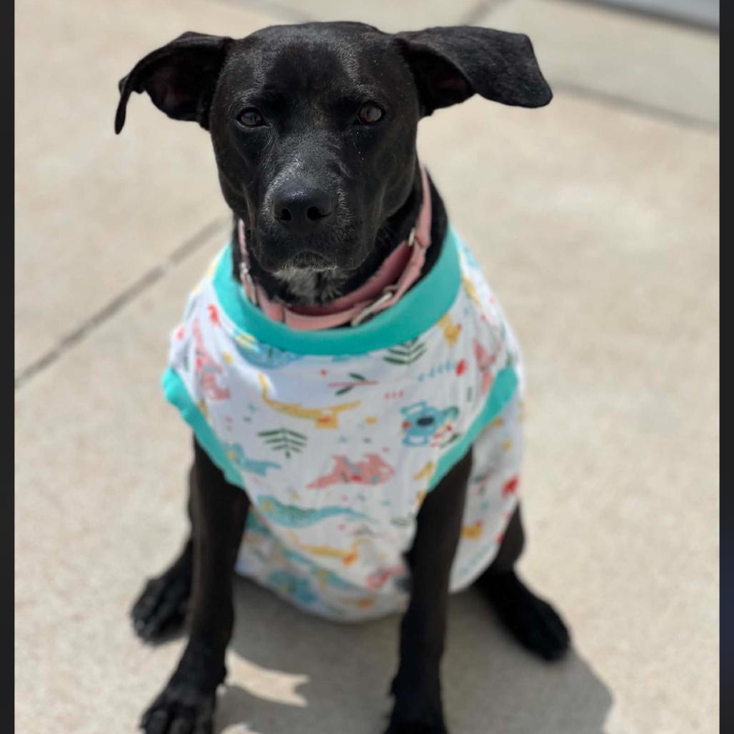 Enlarge Sol/Mom, a Adoptable mixed breed in St. Peters, MO image 6/6