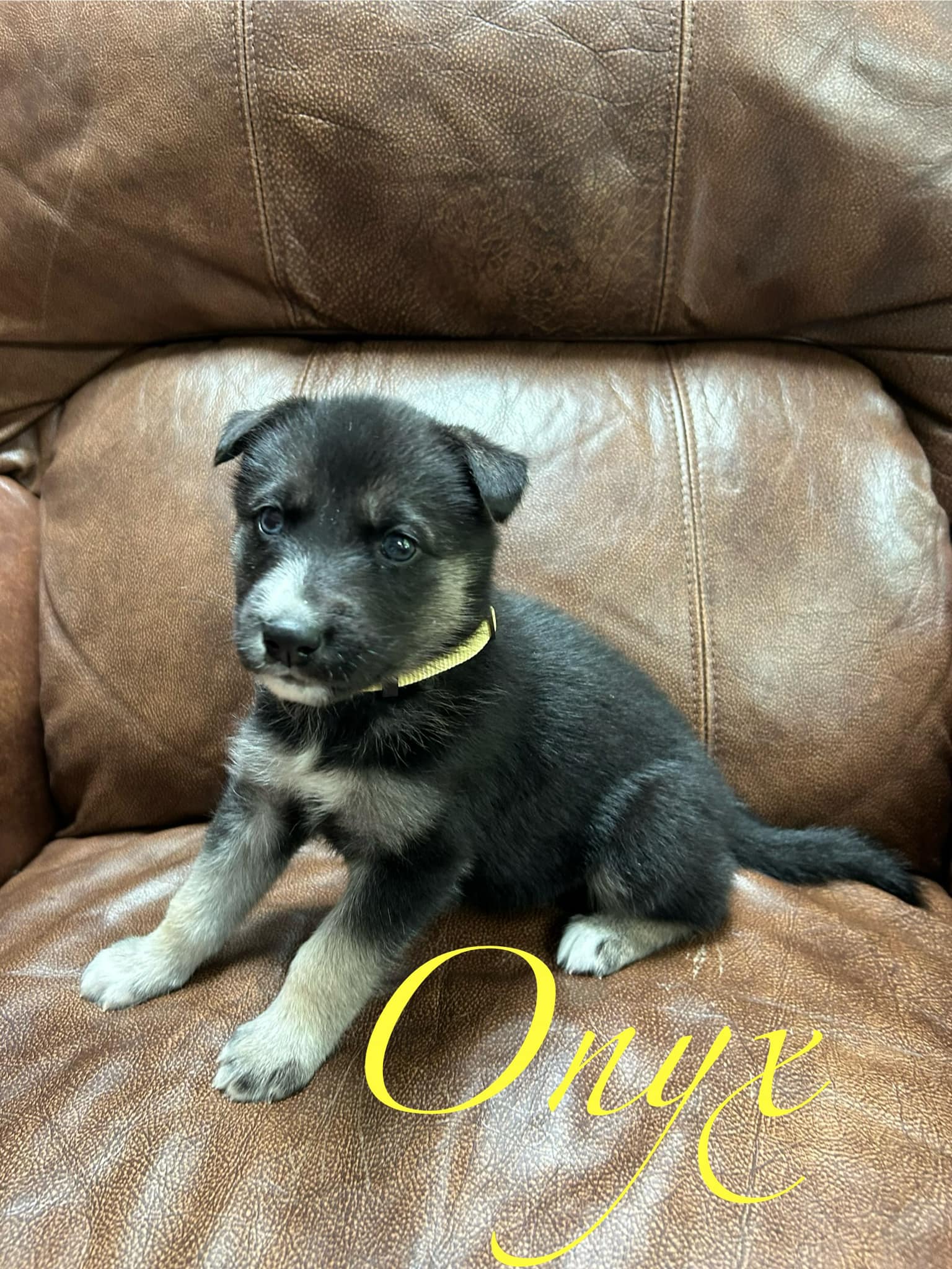 Onyx, Adopted, Puppy Female Siberian Husky & German Shepherd Dog.