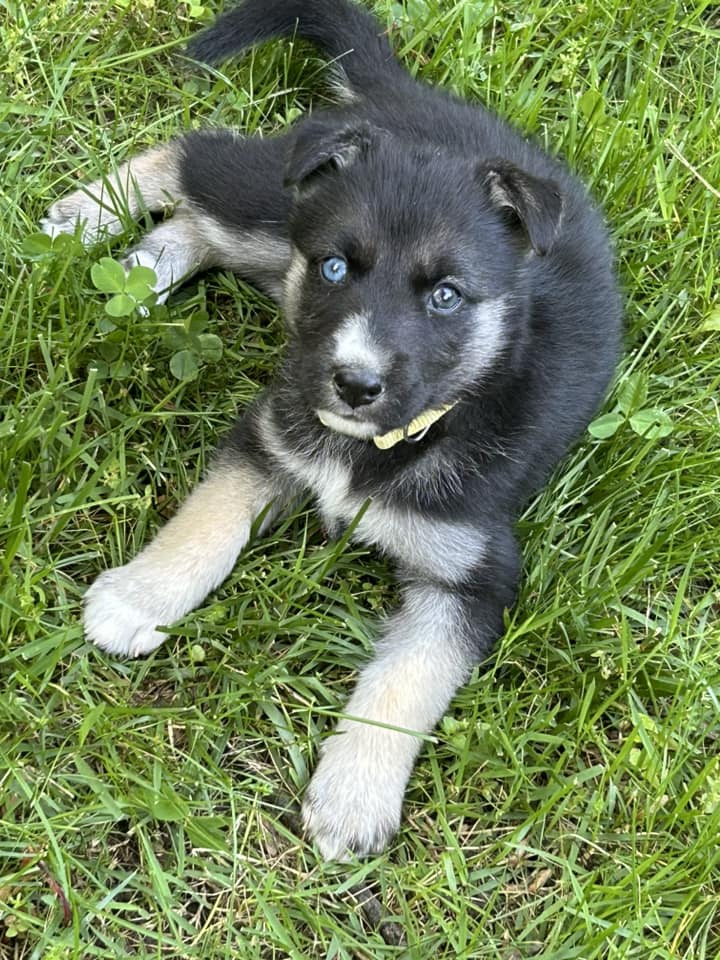 Onyx, a Adopted mixed breed in Catawissa, PA image 2/3
