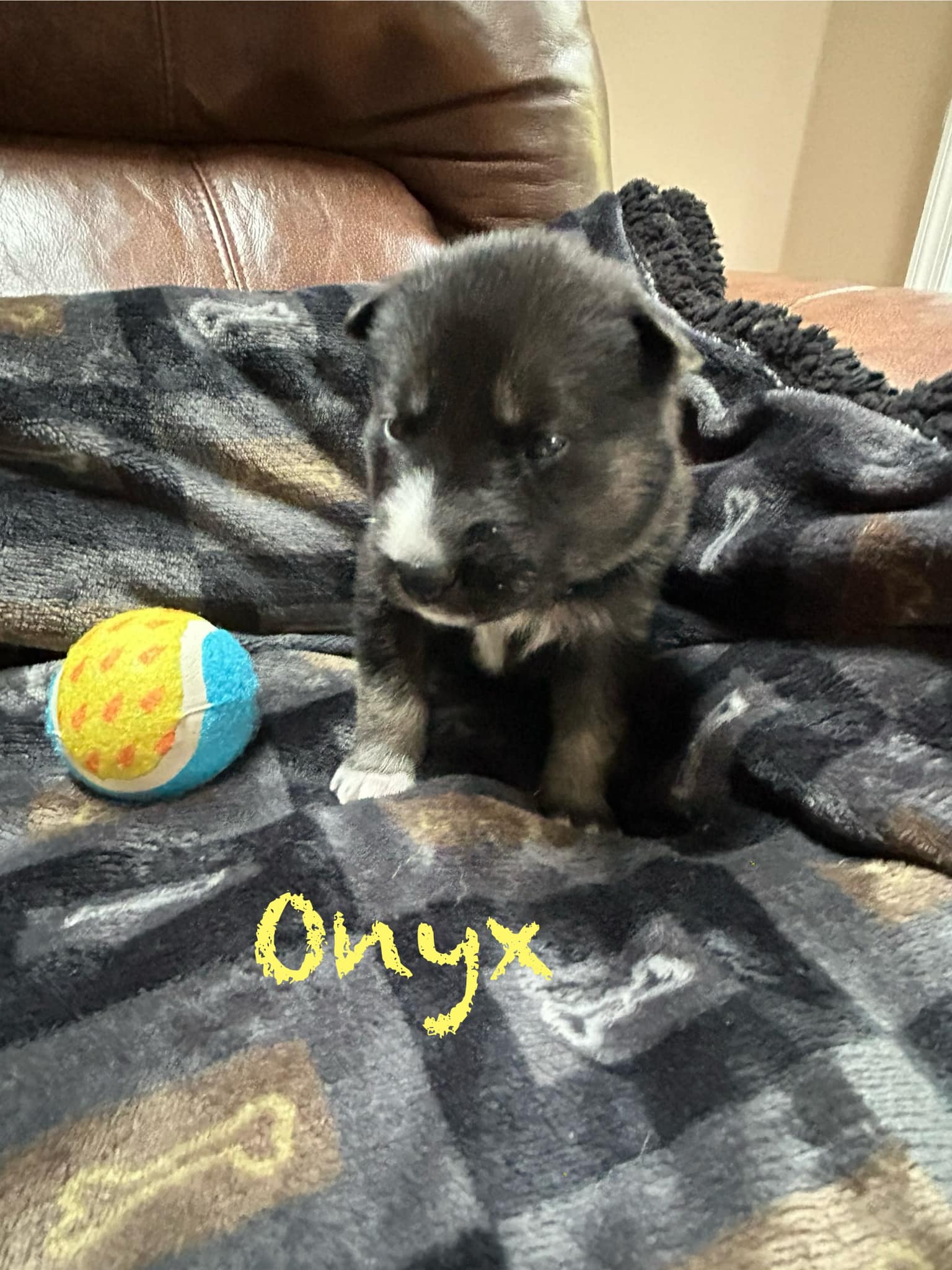 Onyx, a Adopted mixed breed in Catawissa, PA image 3/3