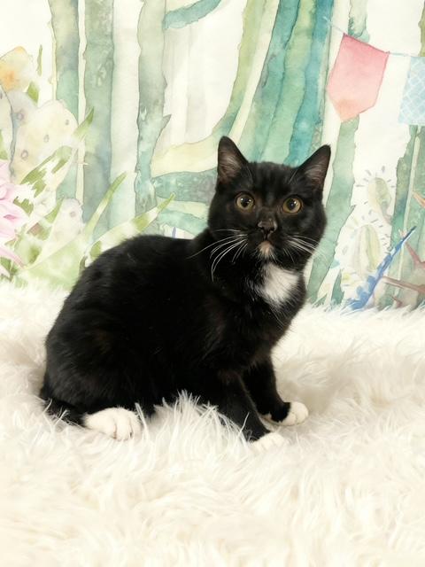 Prince Albert, ADOPTABLE, Young Male Tuxedo.