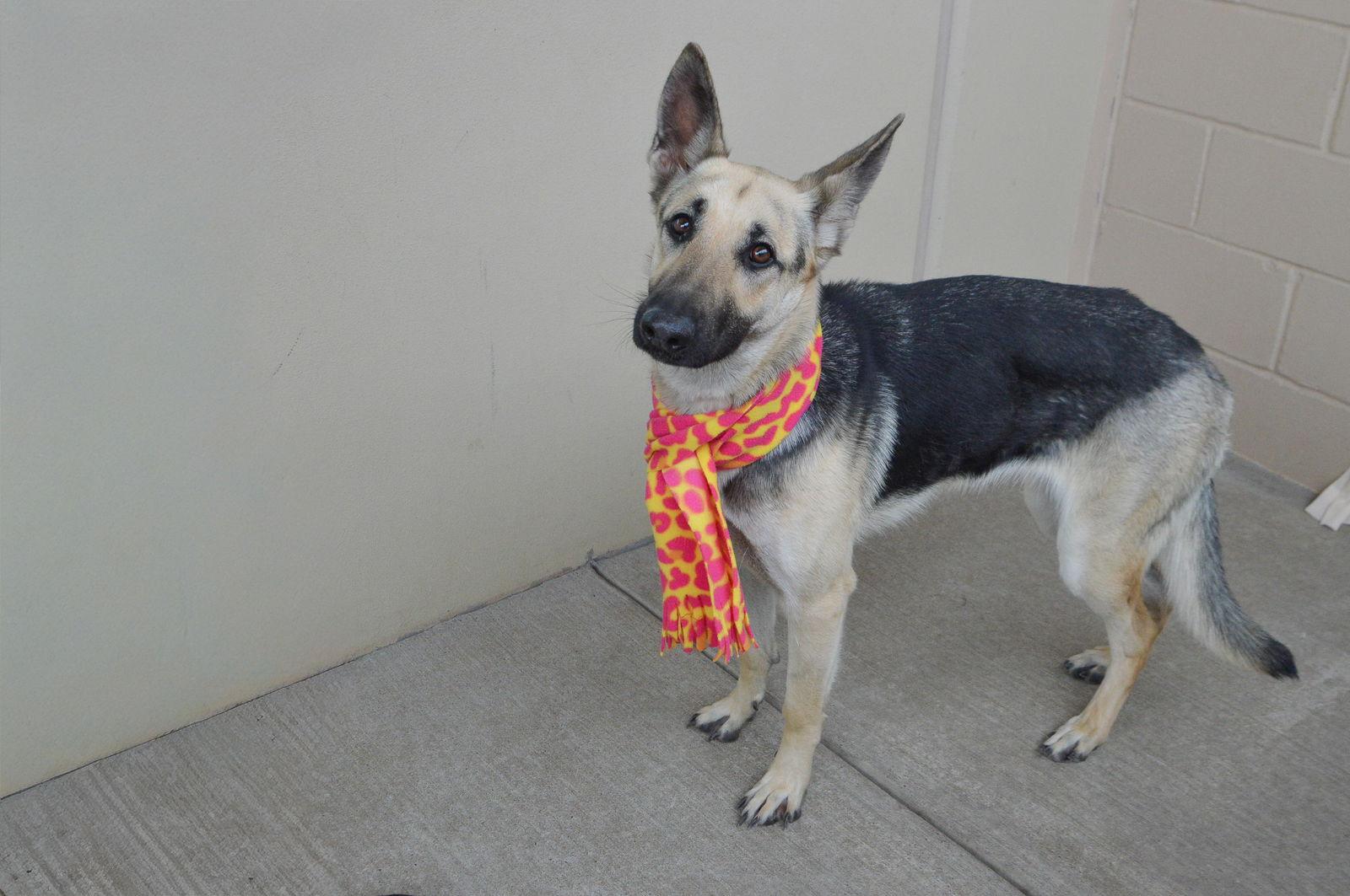 Enlarge Kerry, a Adopted German Shepherd Dog in McKinney, TX image 1/3