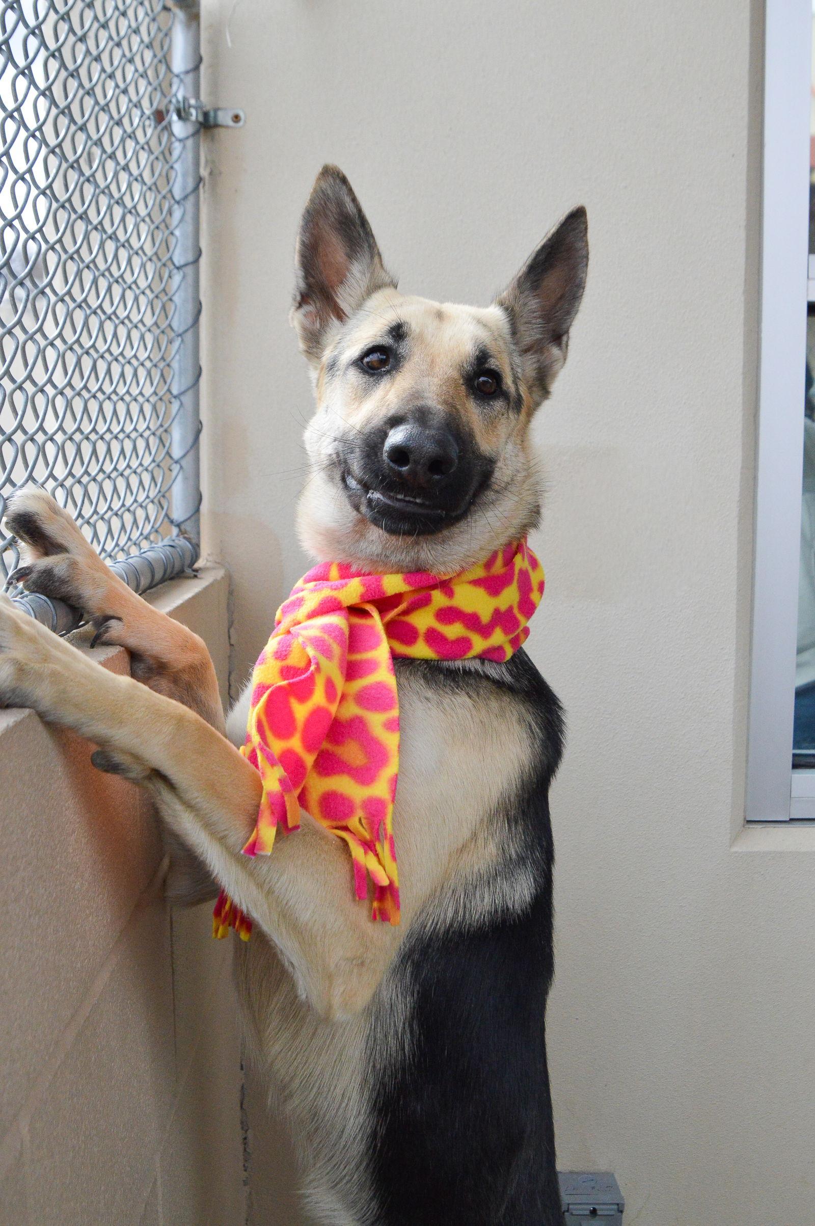 Enlarge Kerry, a Adopted German Shepherd Dog in McKinney, TX image 2/3