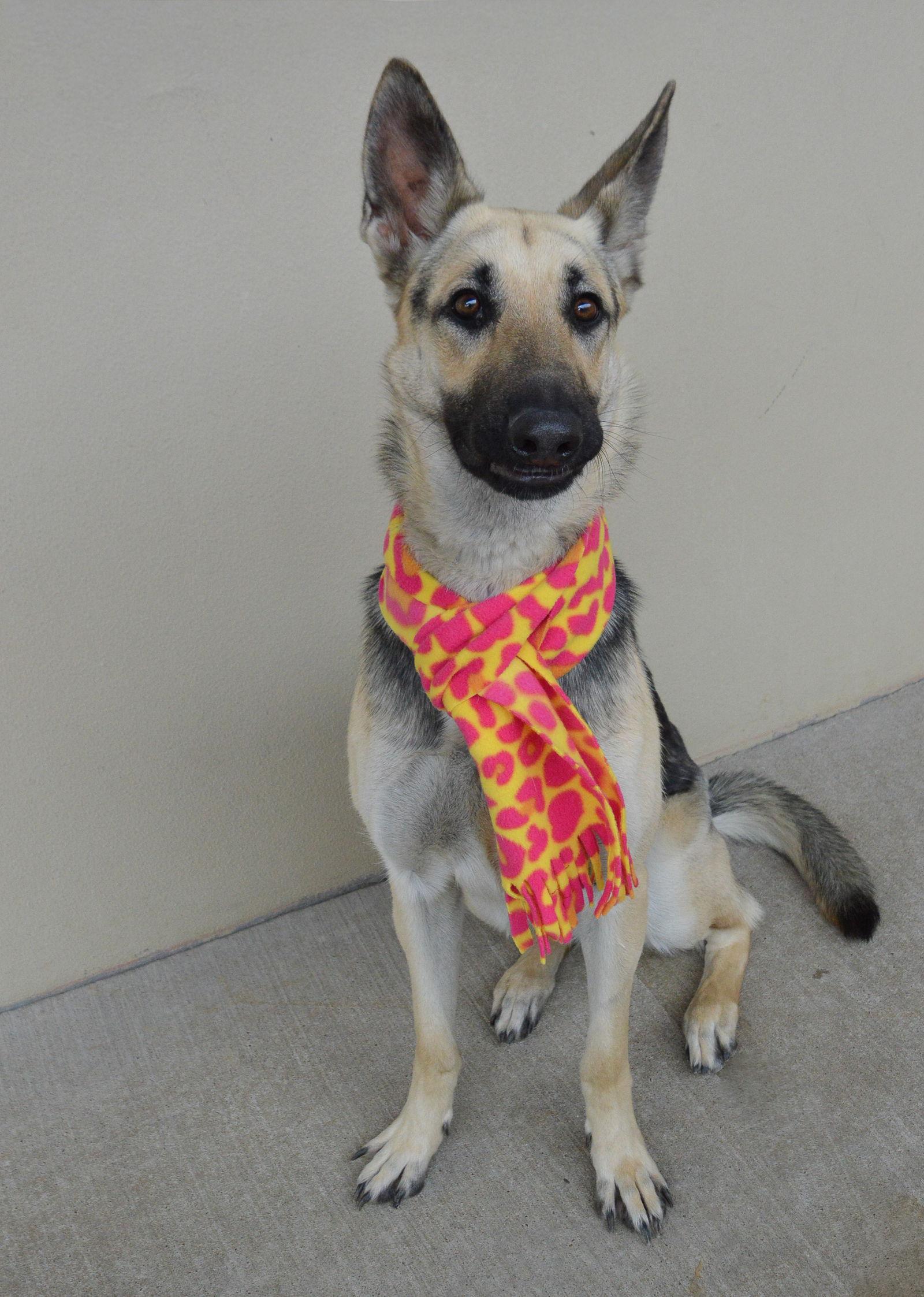 Enlarge Kerry, a Adopted German Shepherd Dog in McKinney, TX image 3/3