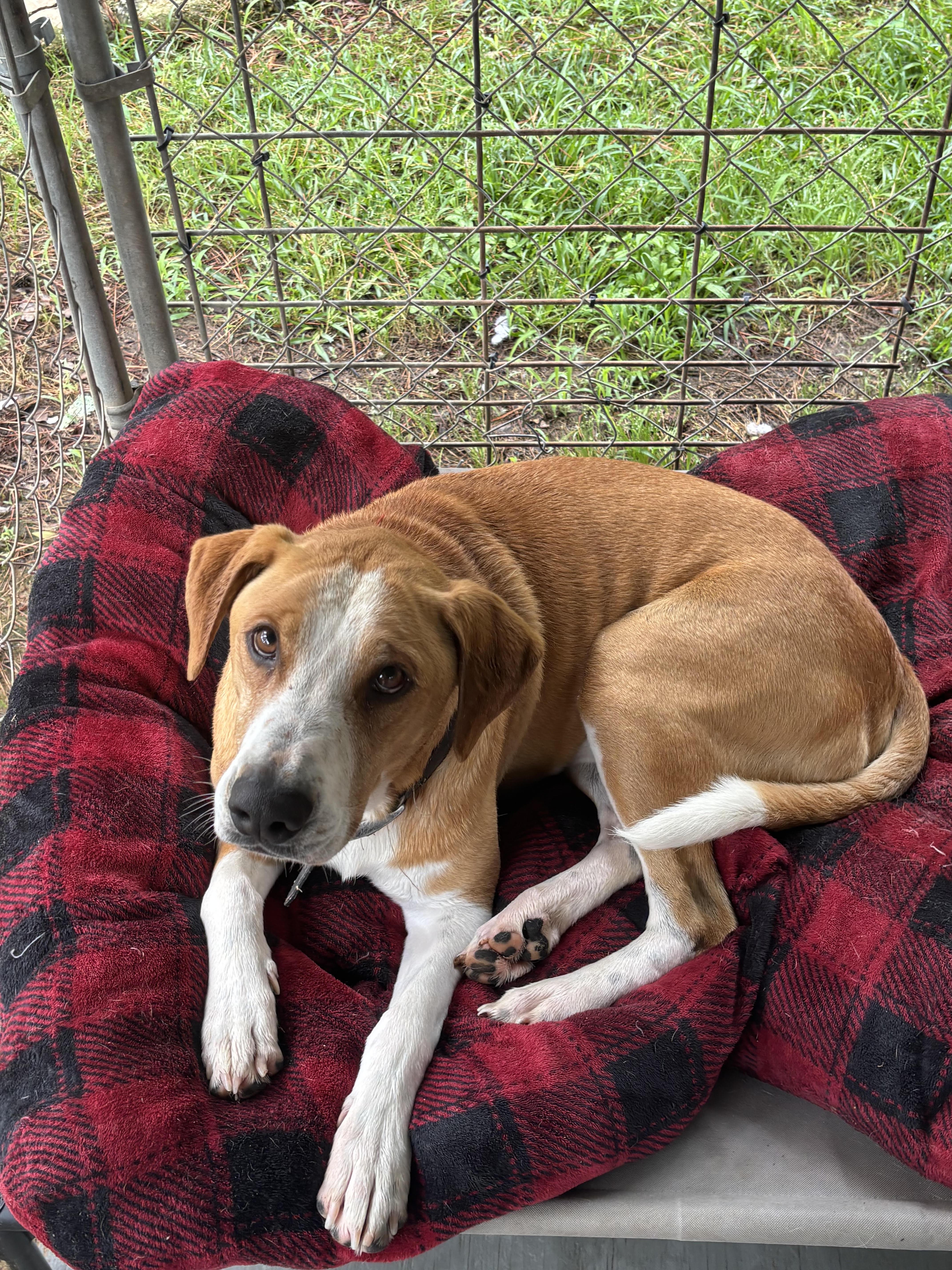 Bindigo (Binnie), ADOPTABLE, Adult Male Coonhound.