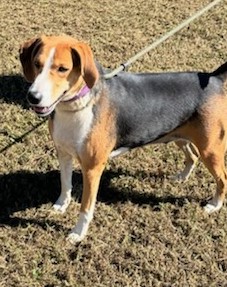 Enlarge MOO, a Adoptable Hound in Tappahannock, VA image 2/5