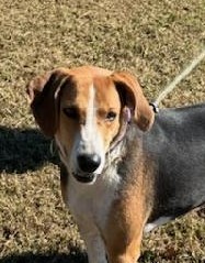 Enlarge MOO, a Adoptable Hound in Tappahannock, VA image 3/5