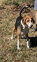 Enlarge MOO, a Adoptable Hound in Tappahannock, VA image 4/5