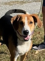 Enlarge MOO, a Adoptable Hound in Tappahannock, VA image 1/5