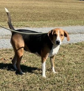 Enlarge MOO, a Adoptable Hound in Tappahannock, VA image 5/5