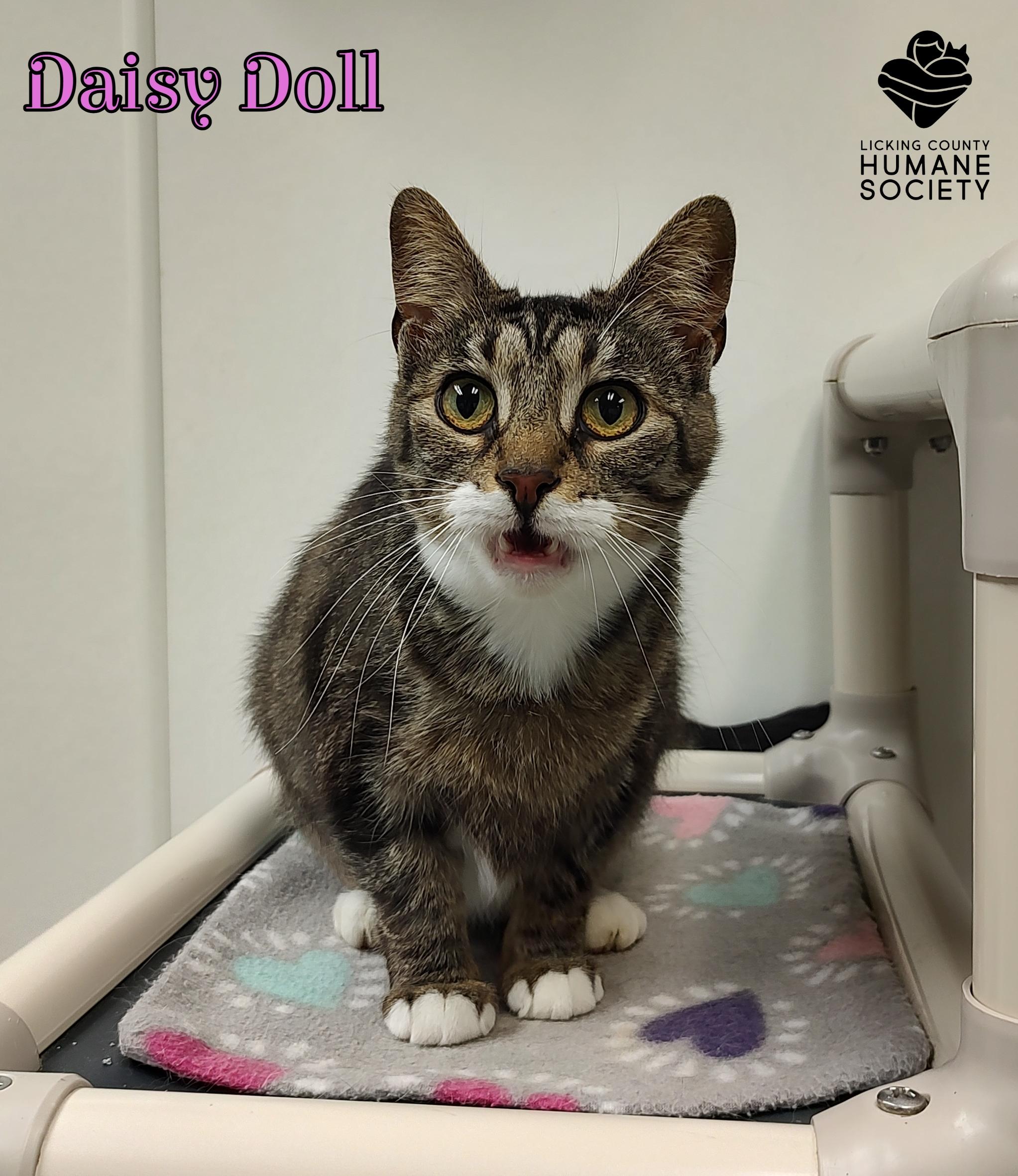 Enlarge Daisy Doll, a Adoptable Domestic Short Hair in Heath, OH image 1/1