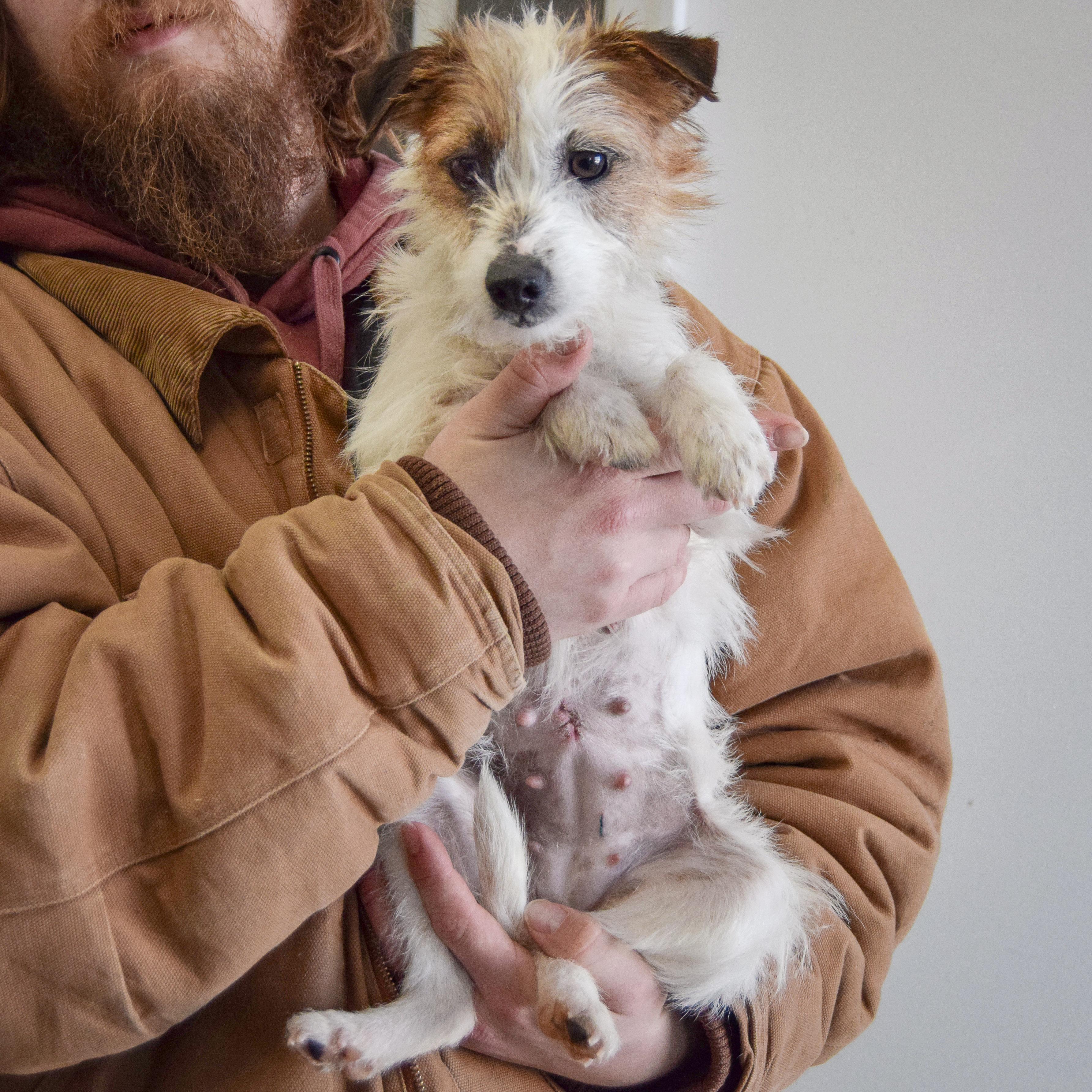 Enlarge Fifi, an adopted mixed breed in Huntley, IL image 3/4