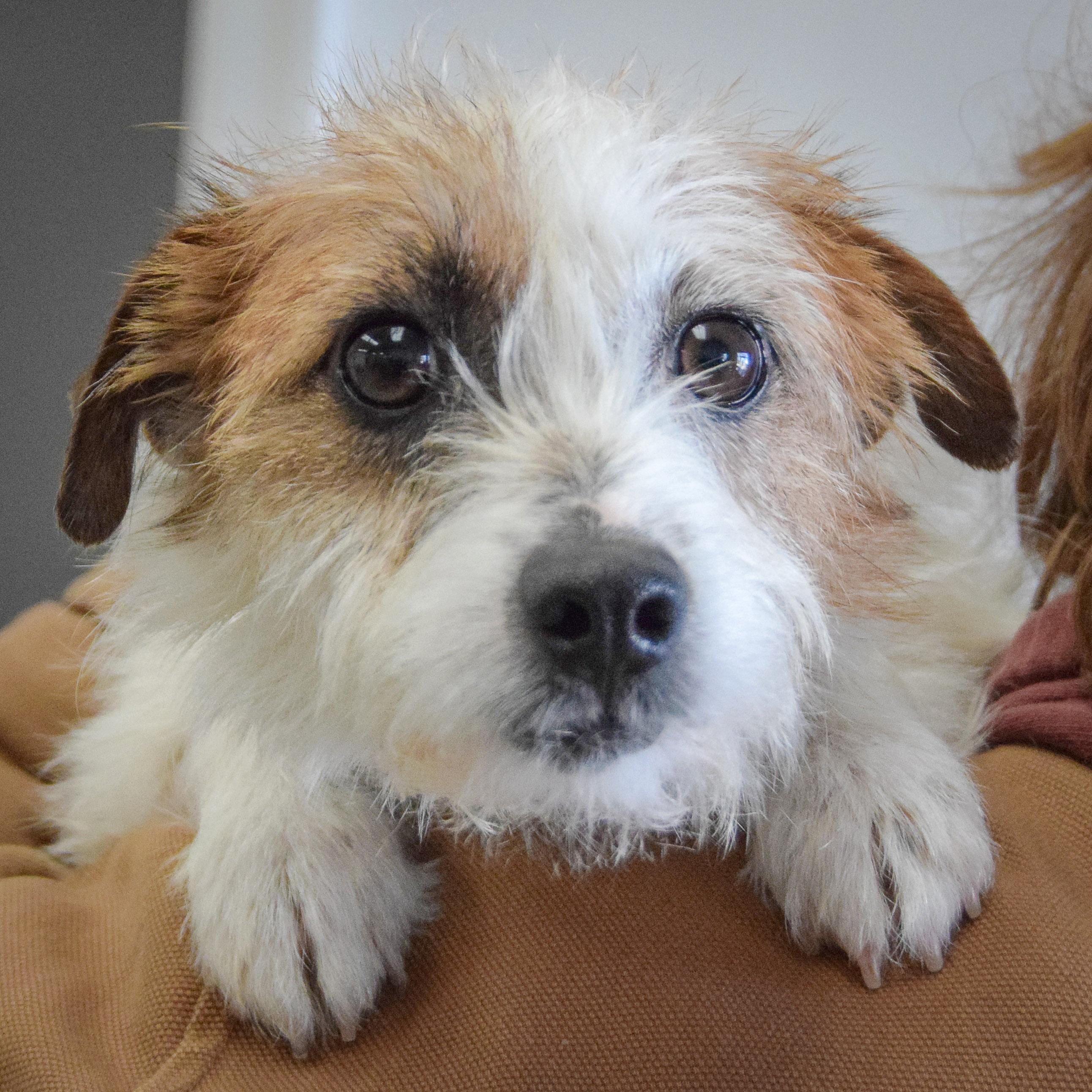 Enlarge Fifi, an adopted mixed breed in Huntley, IL image 4/4