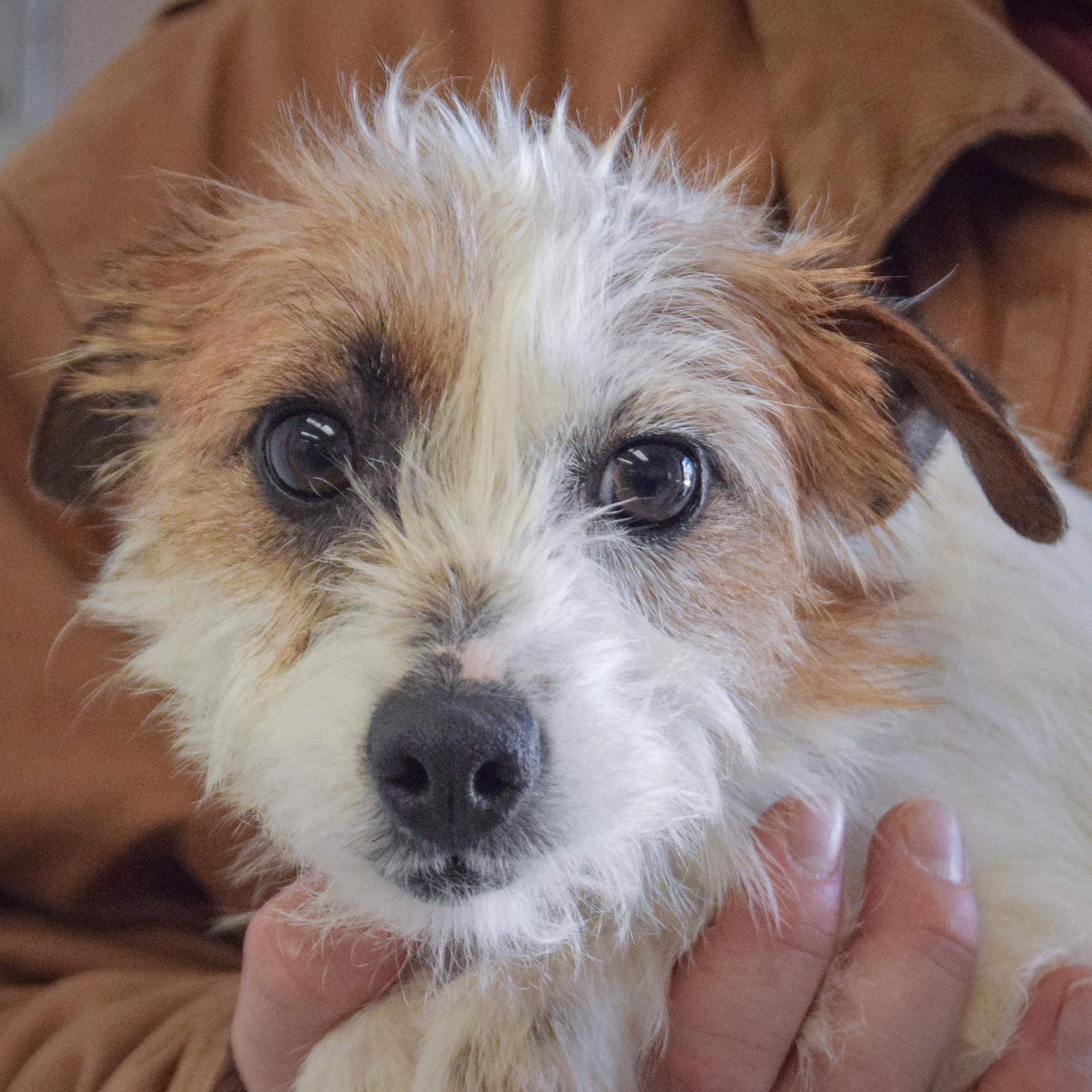 Enlarge Fifi, an adopted mixed breed in Huntley, IL image 1/4