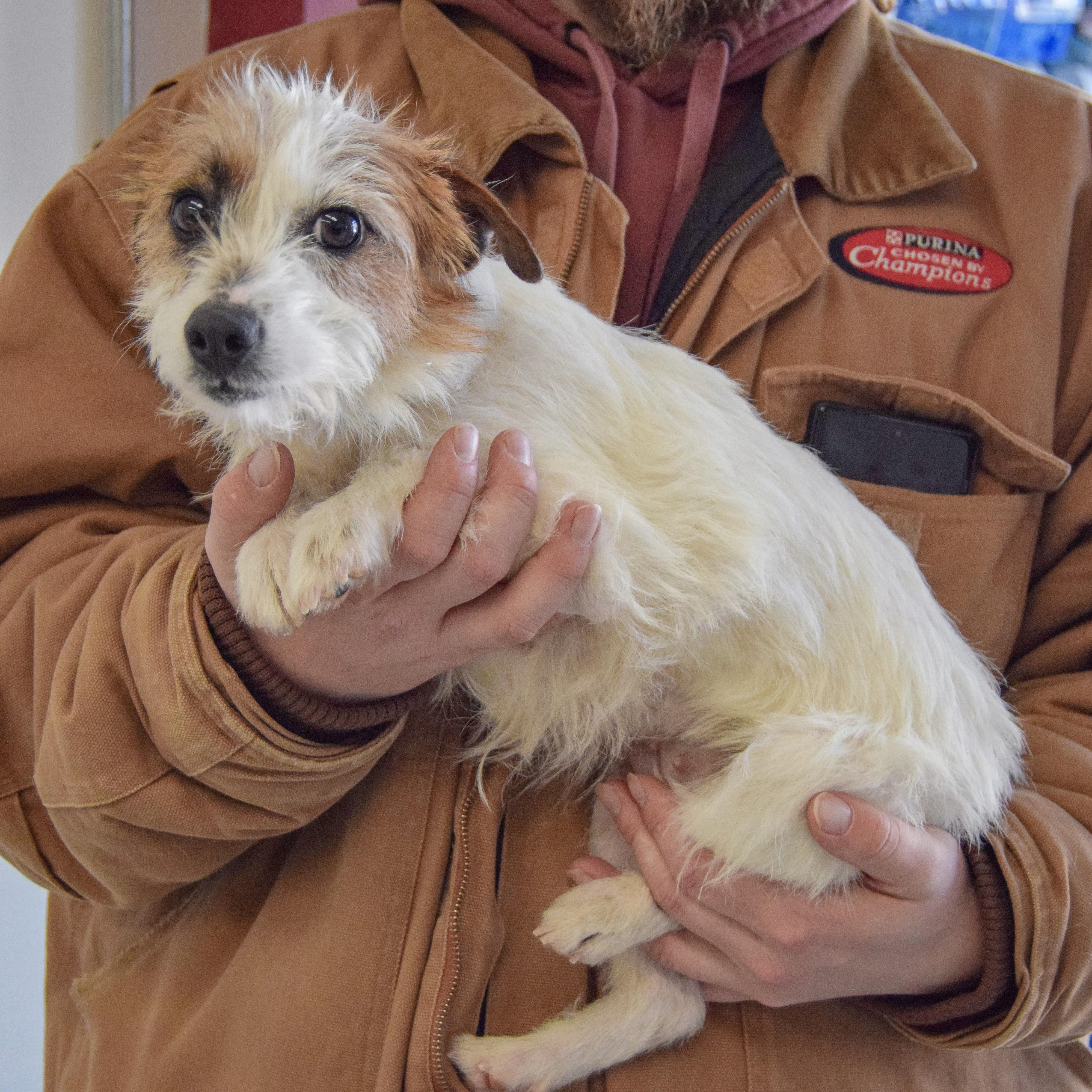 Enlarge Fifi, an adopted mixed breed in Huntley, IL image 2/4
