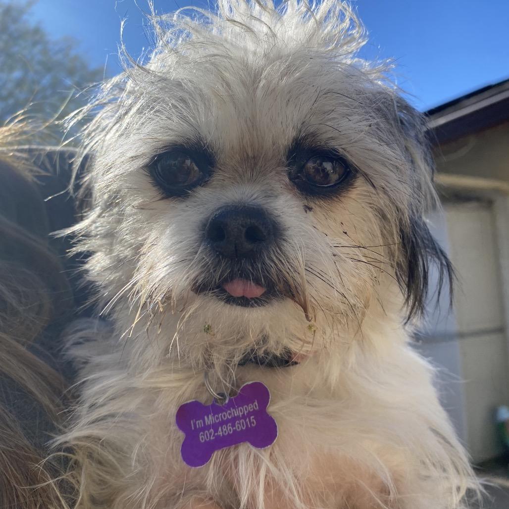 Peaches, Adoptable, Adult Female Shih Tzu & Mixed Breed.