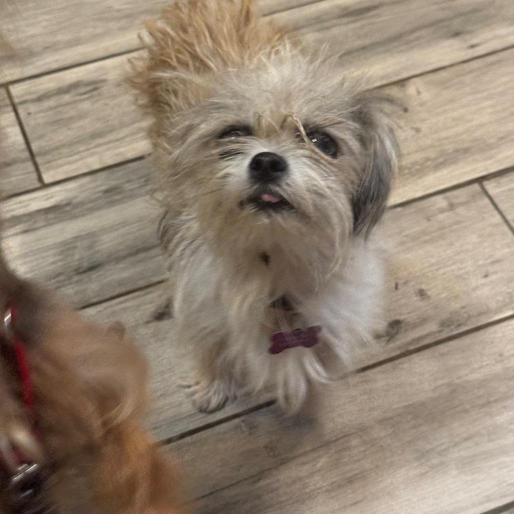 Enlarge Peaches, a Adoptable mixed breed in Phoenix, AZ image 2/2