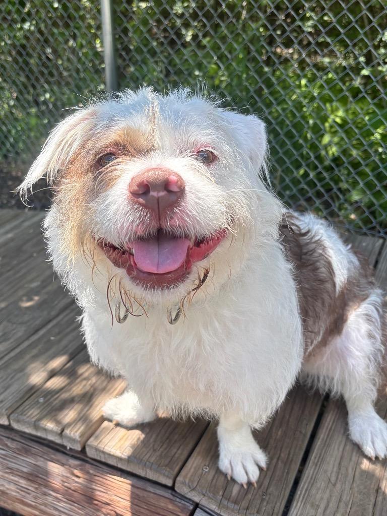 Lady Luck, Adoptable, Young Female Bichon Frise & Terrier.