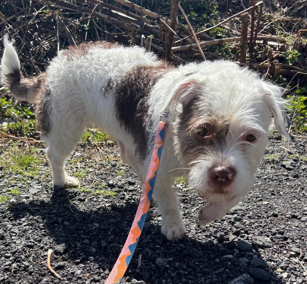 Lady Luck, Adoptable, Young Female Bichon Frise & Terrier.