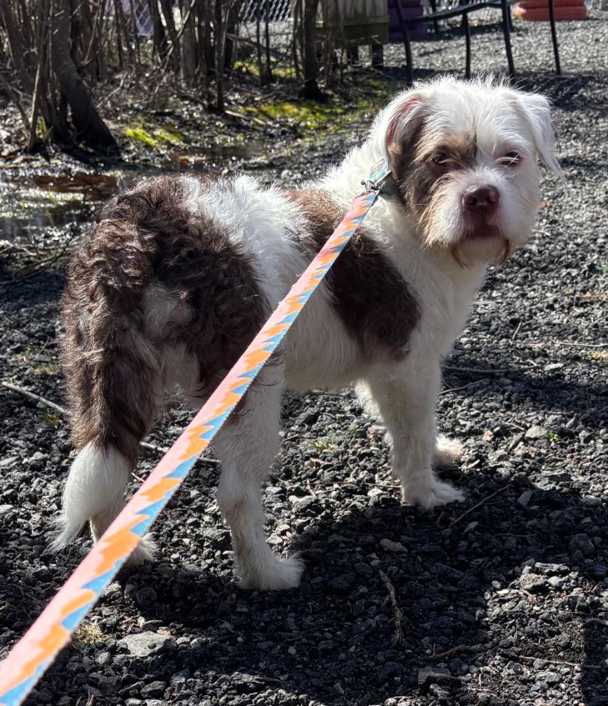 Enlarge Lady Luck, a Adoptable mixed breed in Fall River, MA image 2/6