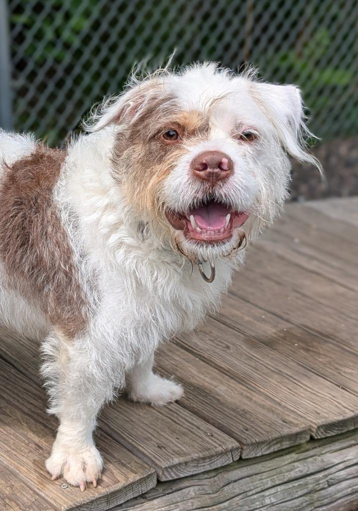 Enlarge Lady Luck, a Adoptable mixed breed in Fall River, MA image 3/6