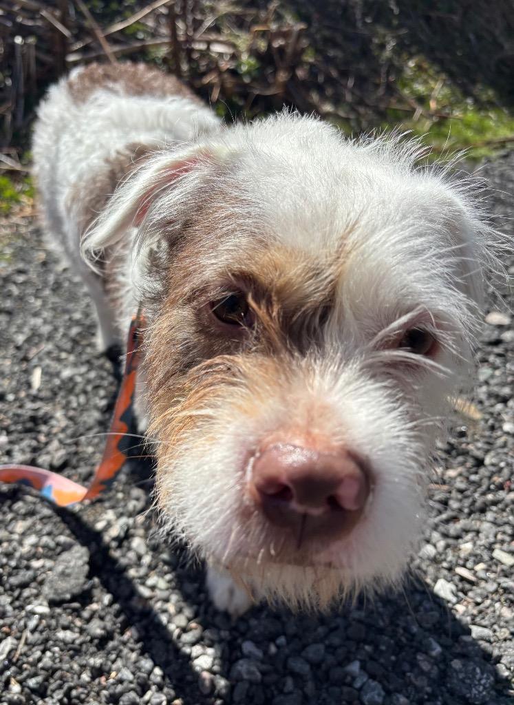 Enlarge Lady Luck, a Adoptable mixed breed in Fall River, MA image 6/6
