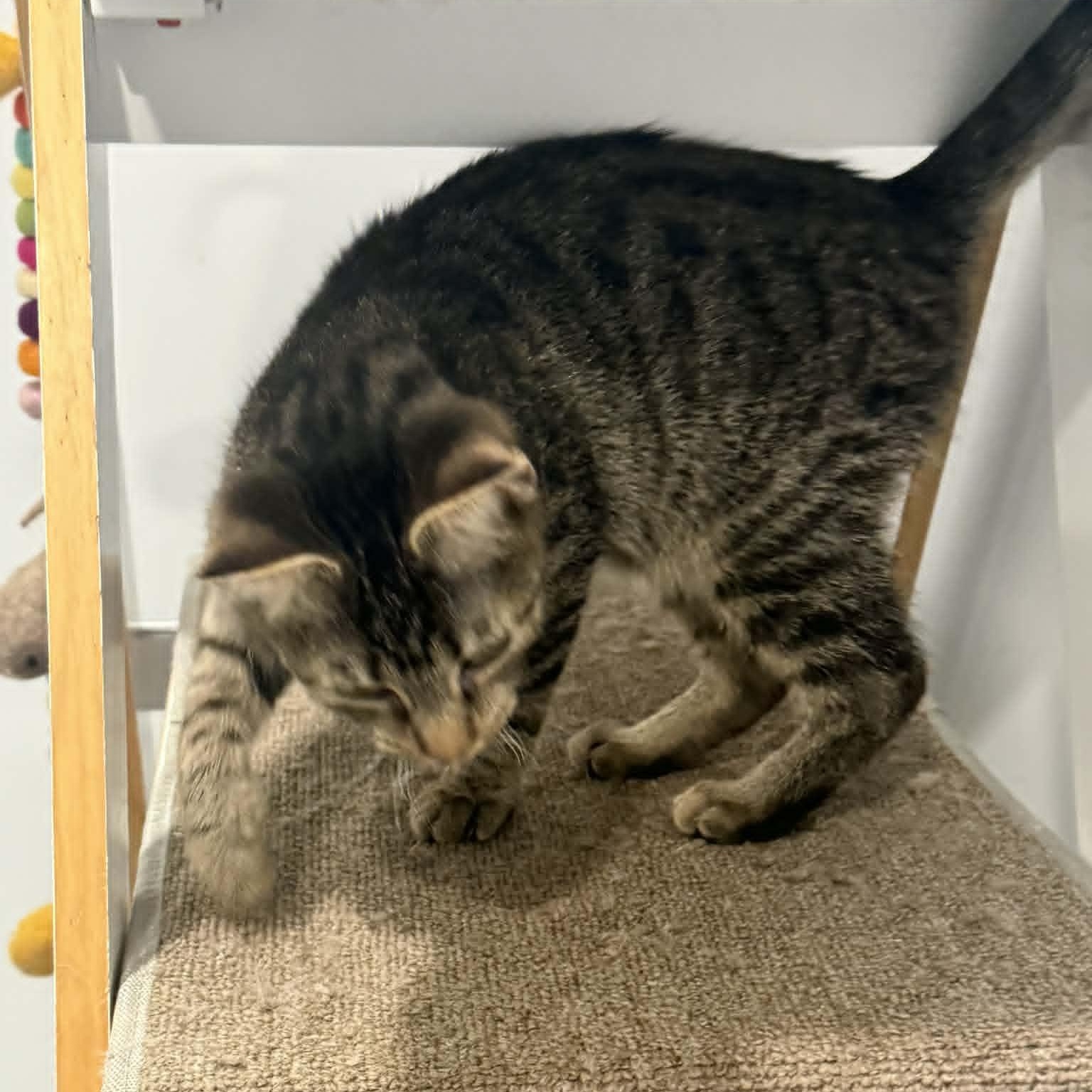 Enlarge Cam, an adoptable American Shorthair in Danbury, CT image 4/4