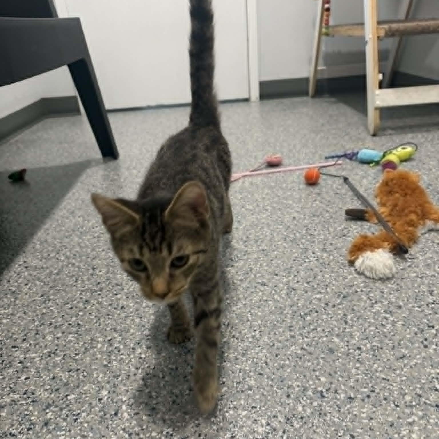 Enlarge Cam, an adoptable American Shorthair in Danbury, CT image 3/4