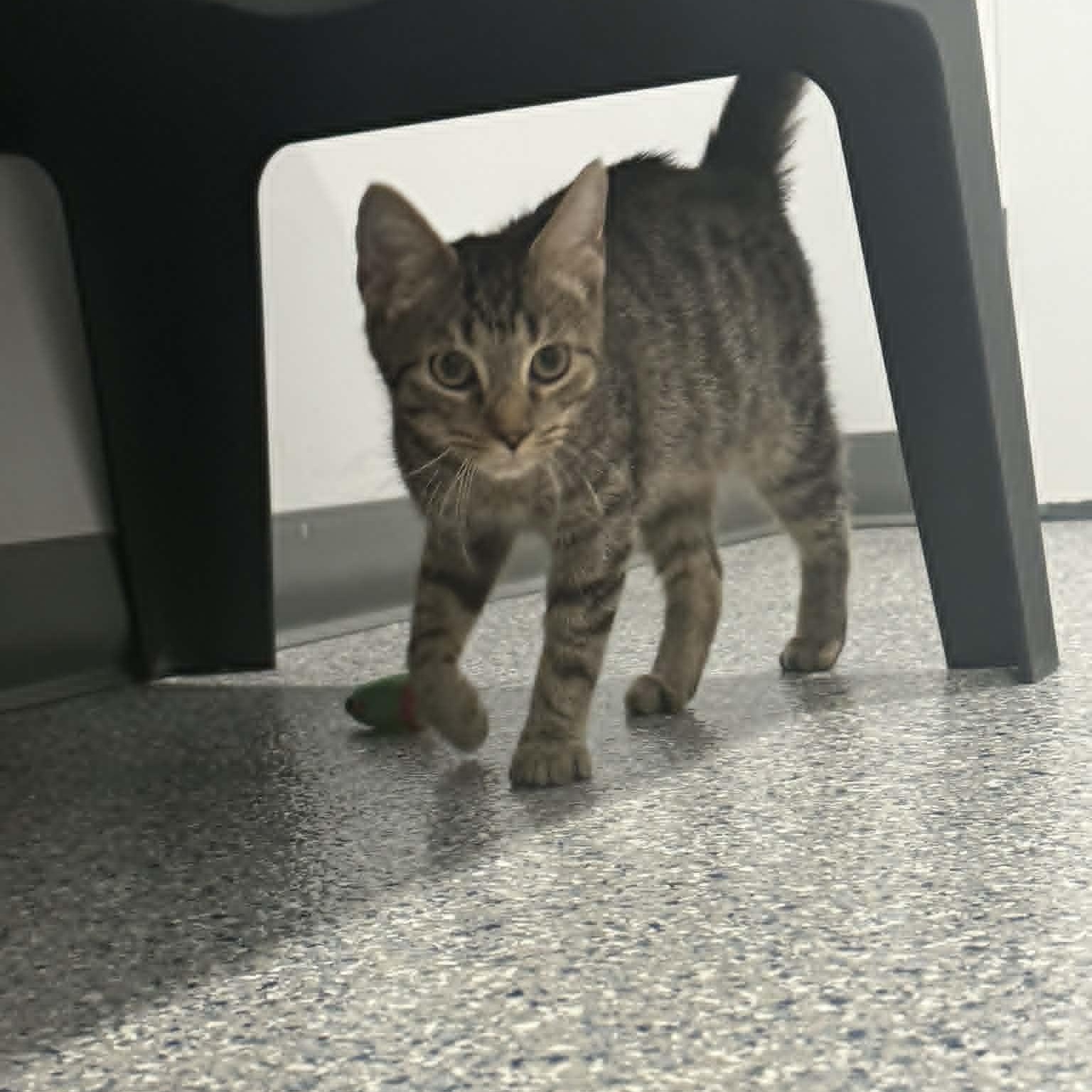 Enlarge Cam, an adoptable American Shorthair in Danbury, CT image 2/4