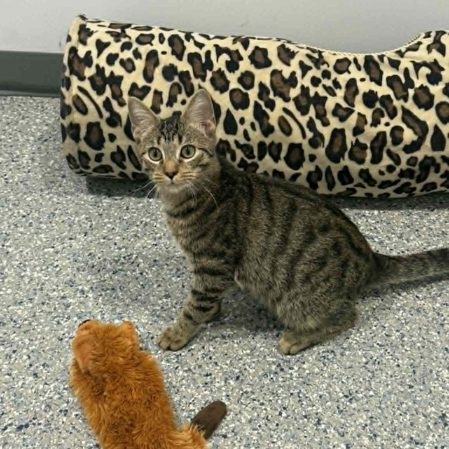 Enlarge Cam, an adoptable American Shorthair in Danbury, CT image 1/4