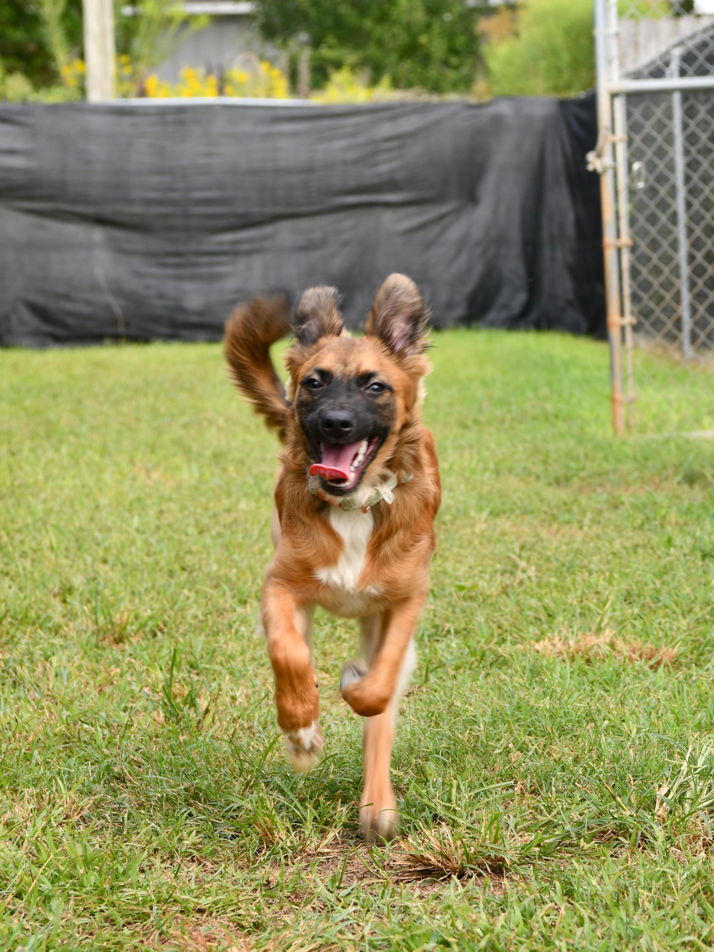 Jessie, Adoptable, Puppy Female Shepherd & German Shepherd Dog.