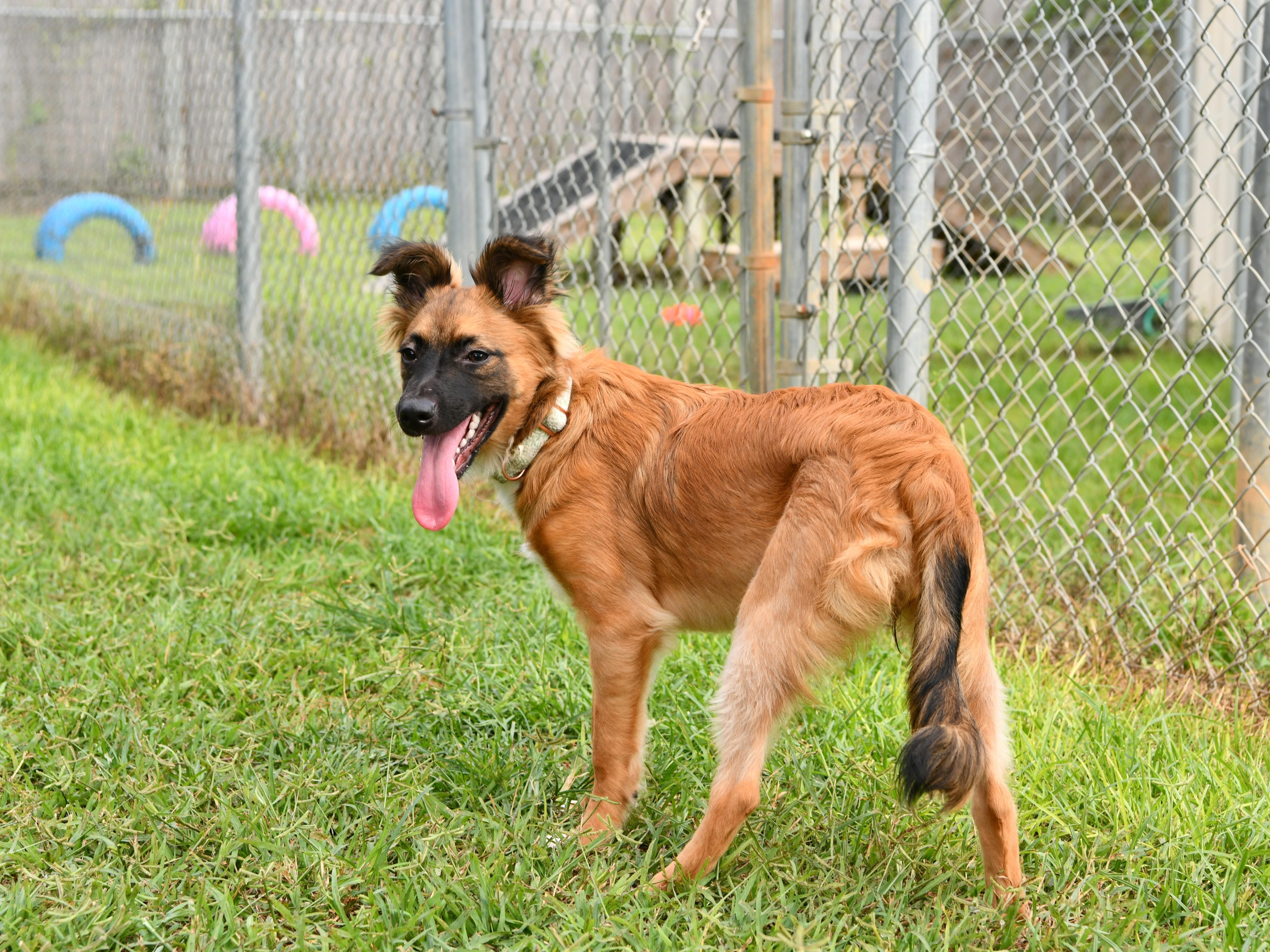 Enlarge Jessie, a Adoptable mixed breed in Fairhope, AL image 3/4