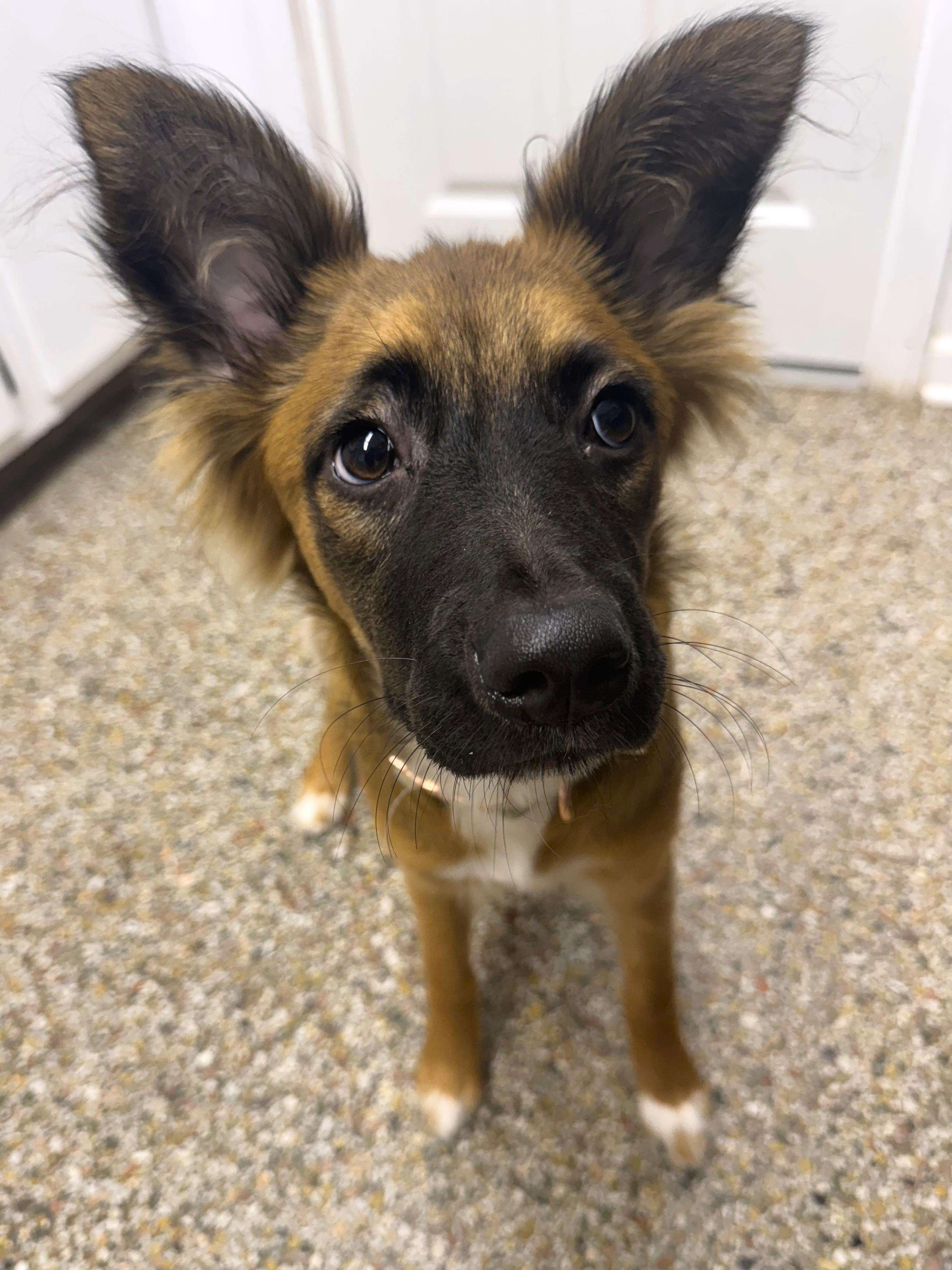 Enlarge Jessie, a Adoptable mixed breed in Fairhope, AL image 4/4