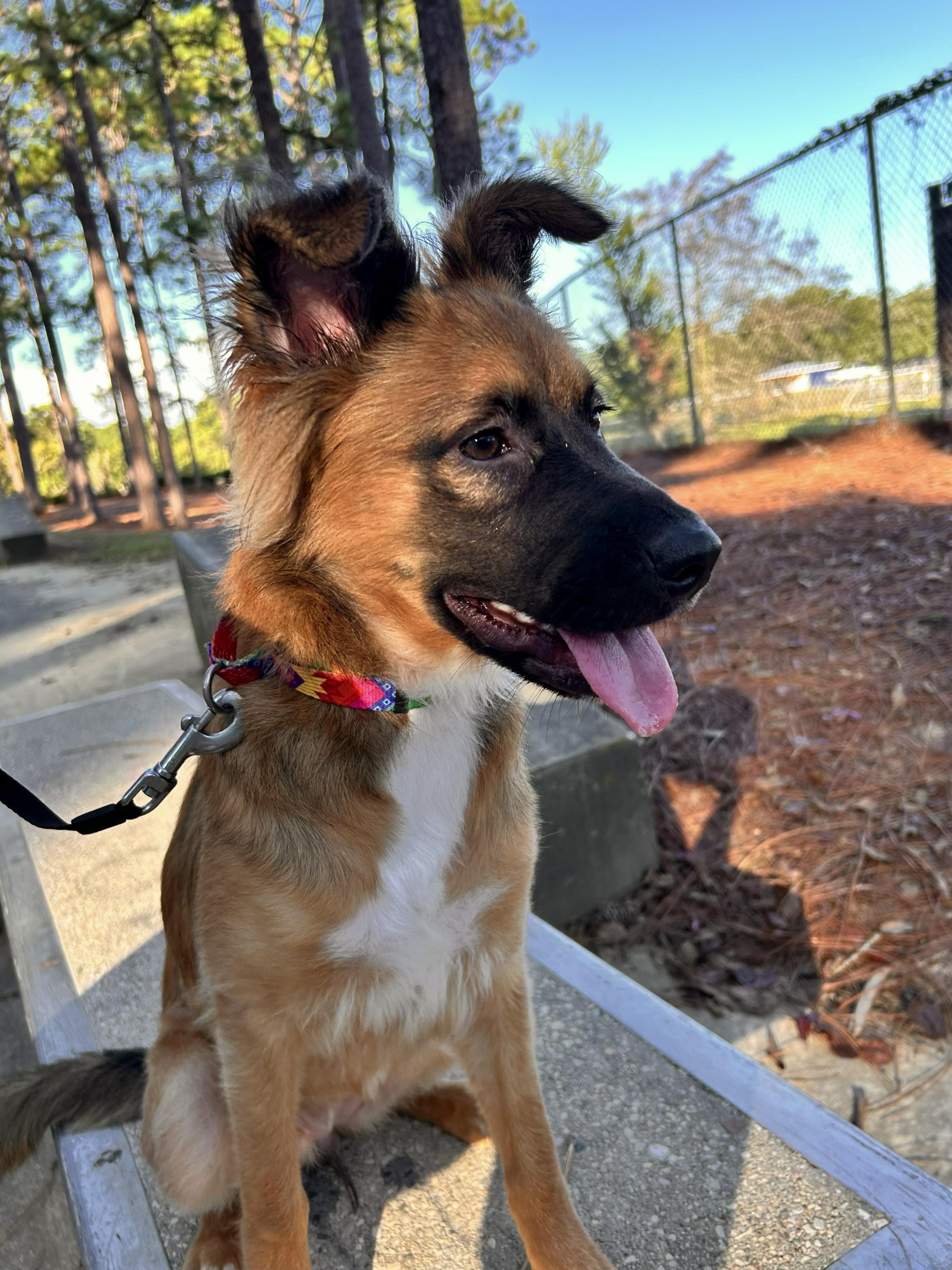 Enlarge Jessie, a Adoptable mixed breed in Fairhope, AL image 2/4