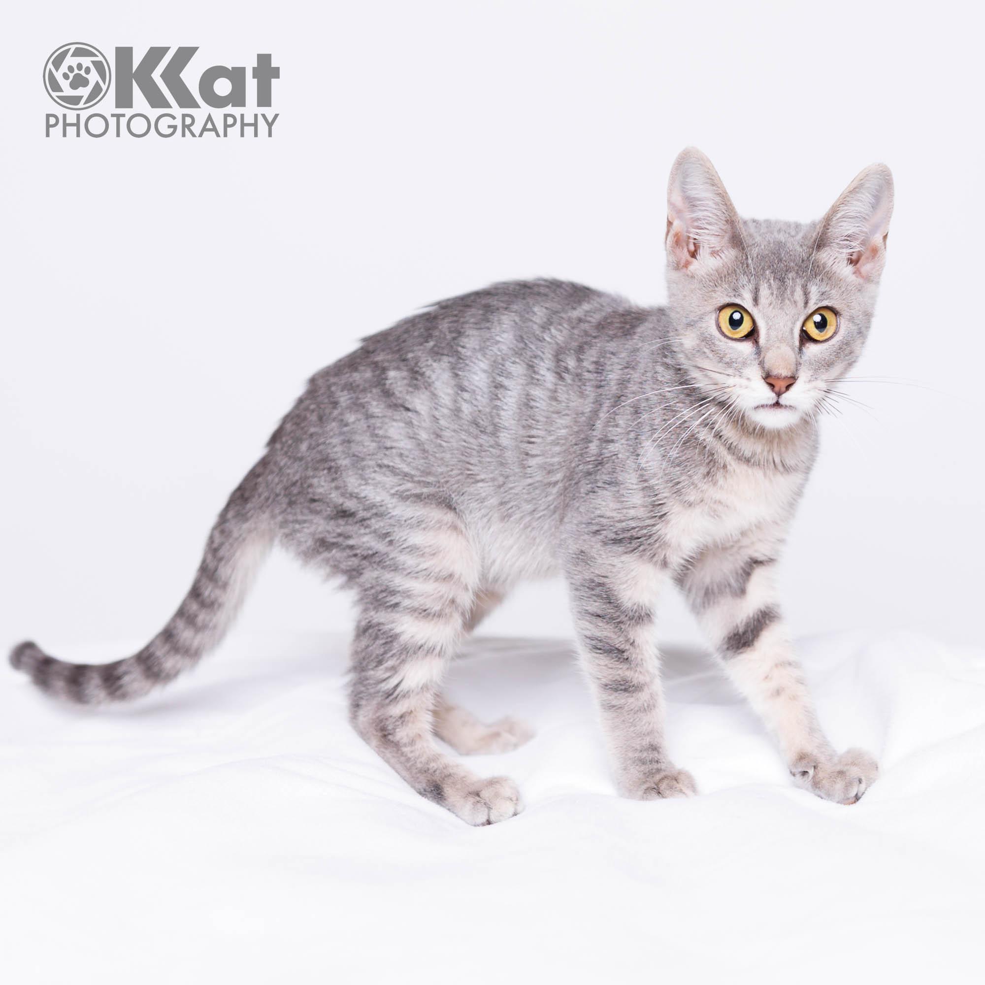 Enlarge Gigi, a ADOPTABLE Domestic Short Hair in Oklahoma City, OK image 4/4