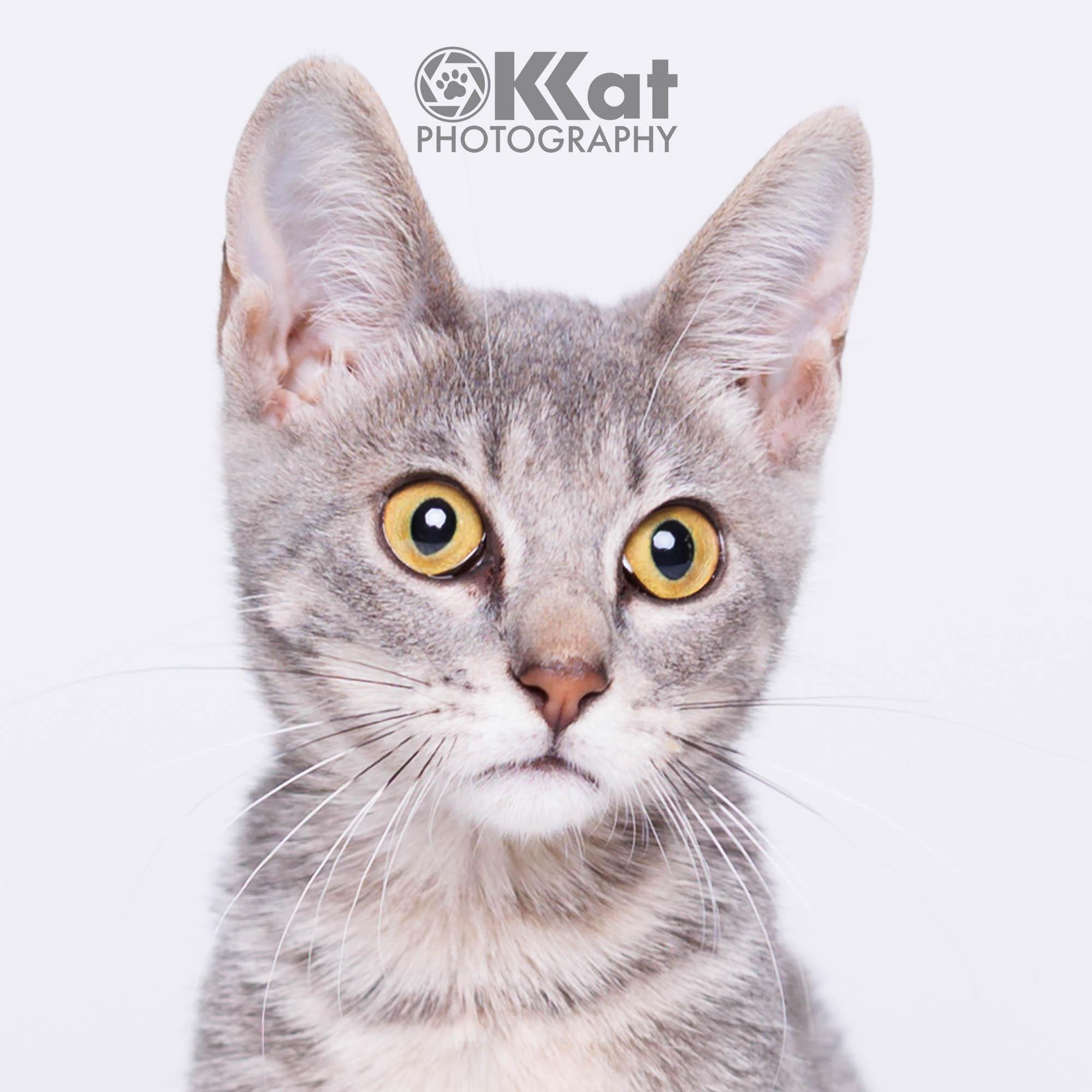 Enlarge Gigi, a ADOPTABLE Domestic Short Hair in Oklahoma City, OK image 2/4