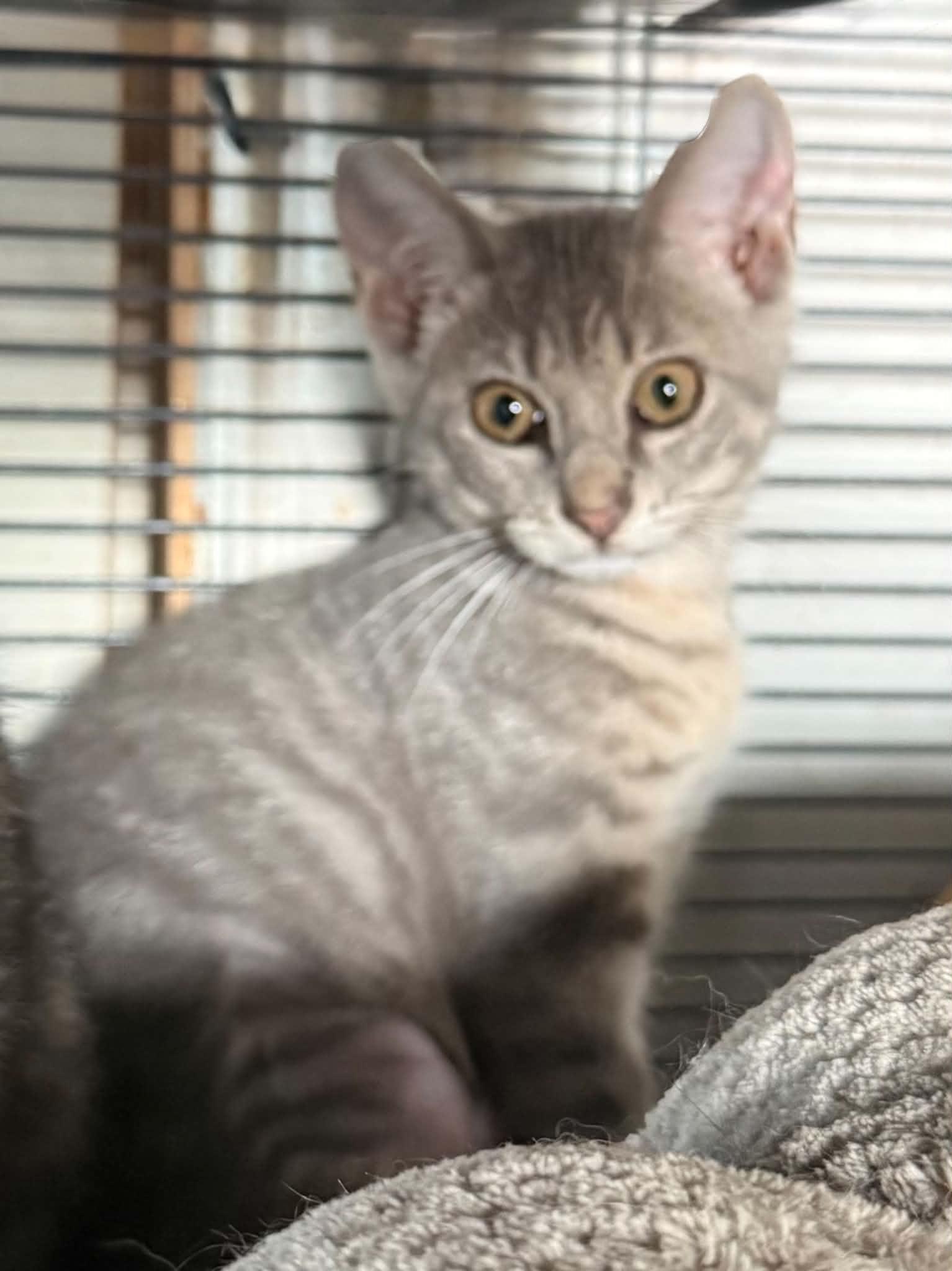 Gigi, ADOPTABLE, Kitten Female Domestic Short Hair.