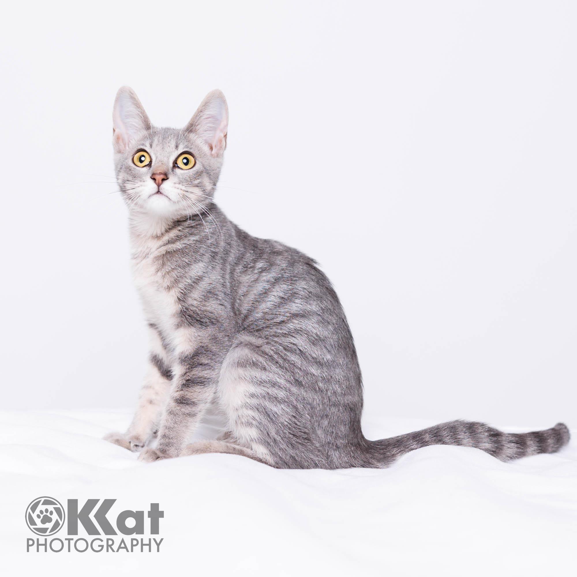 Gigi, ADOPTABLE, Kitten Female Domestic Short Hair.