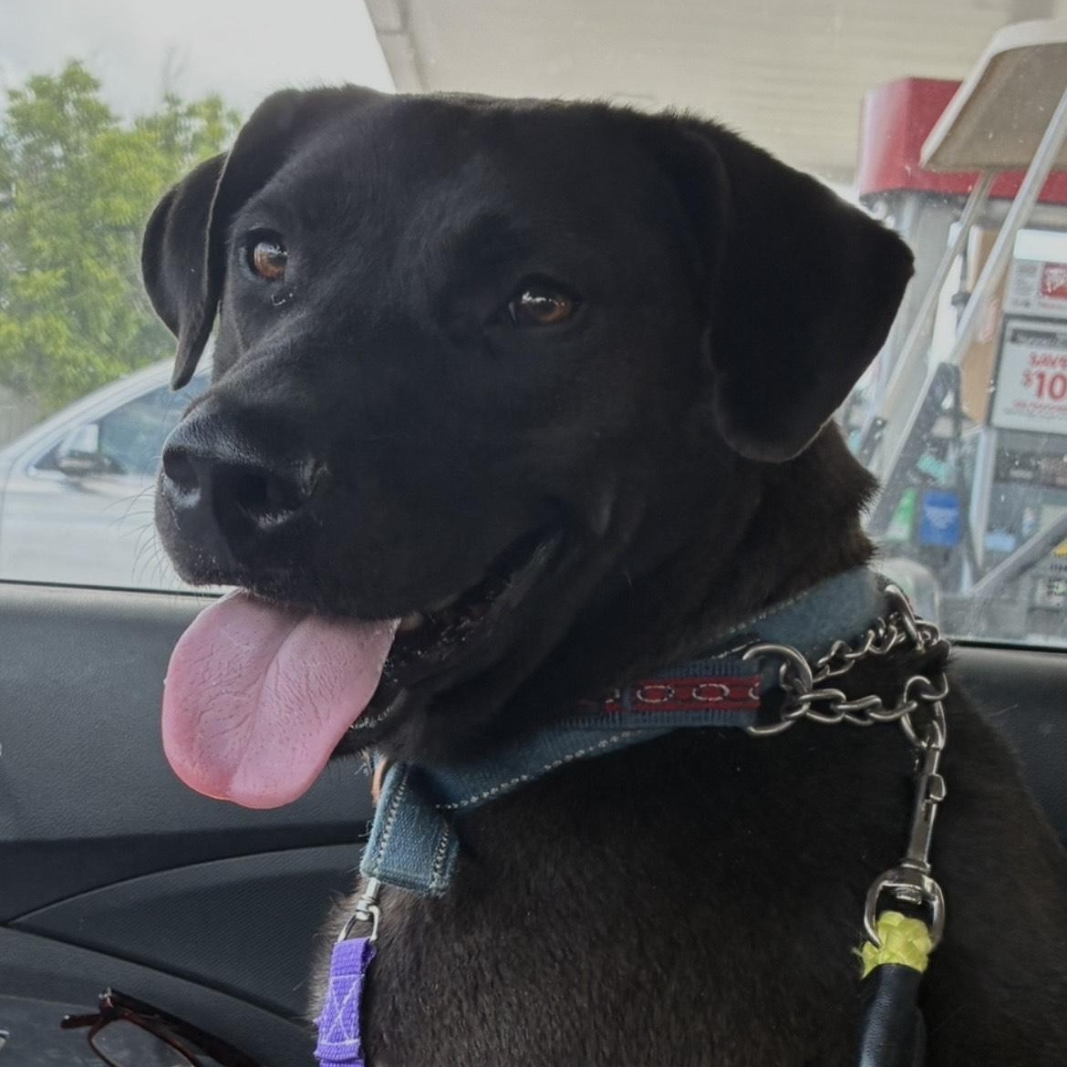 Leela, Adult Female Labrador Retriever