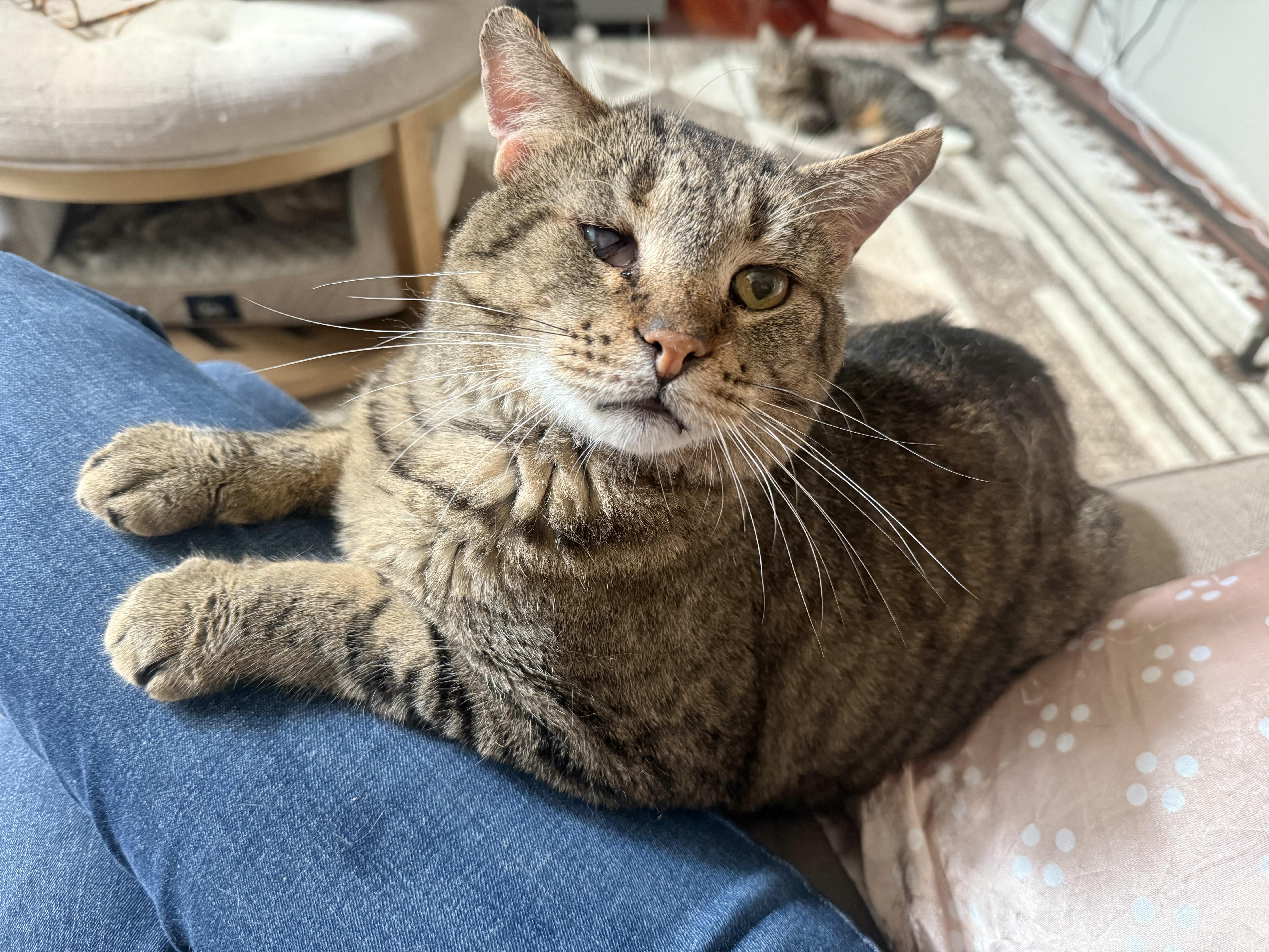 Puddin’, a Adoptable Tabby in Pickerington, OH image 1/3