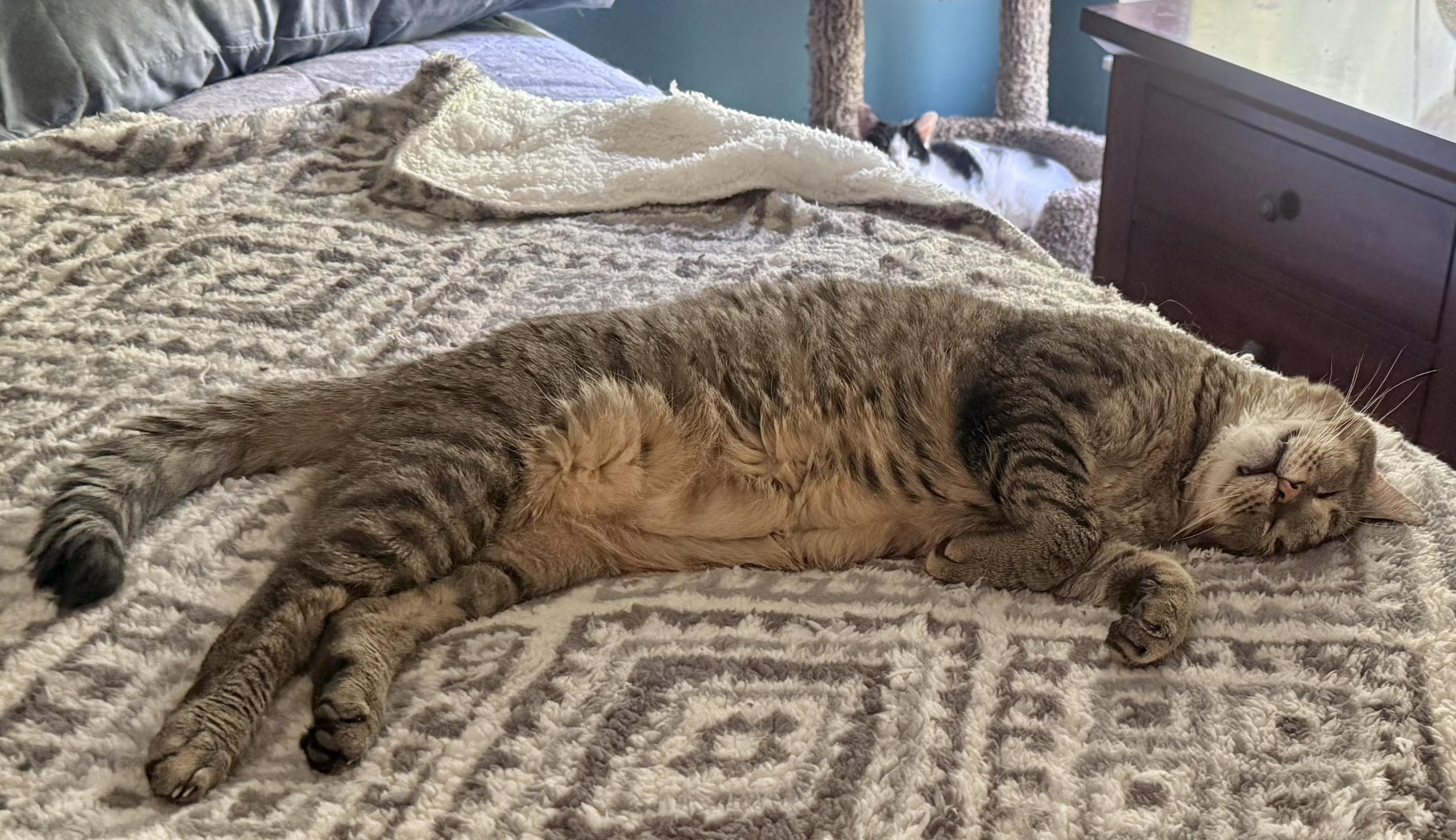 Puddin’, a Adoptable Tabby in Pickerington, OH image 2/3