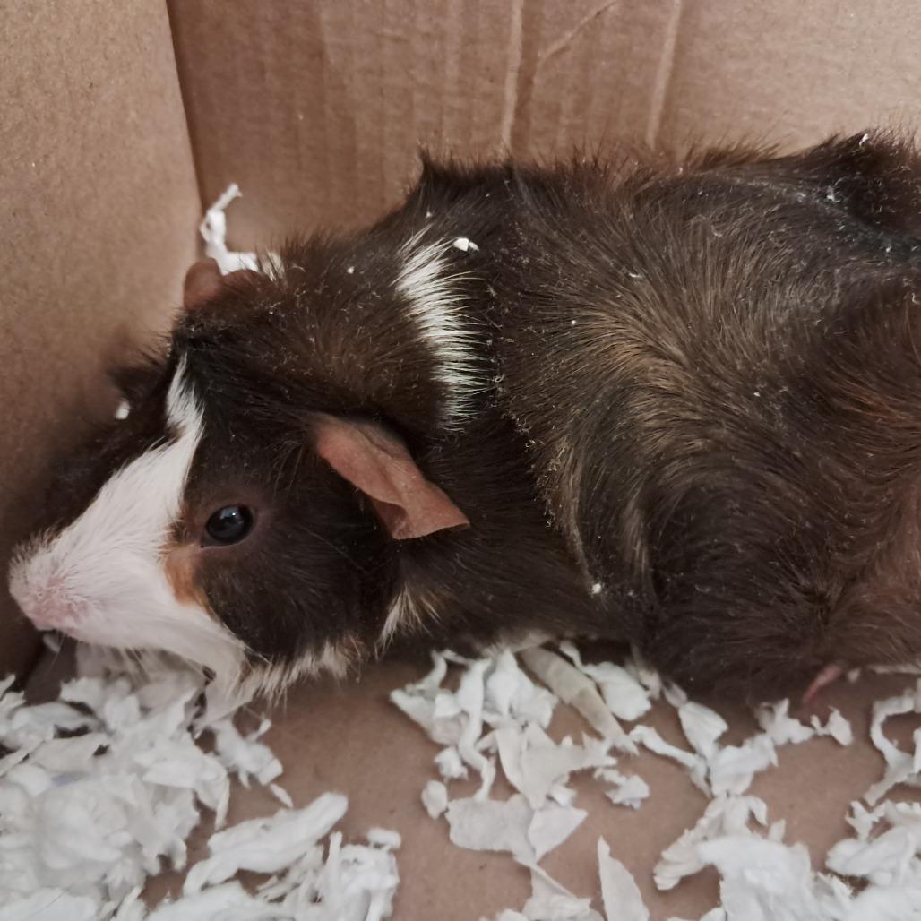 Jay, Adoptable, Young Male Guinea Pig.