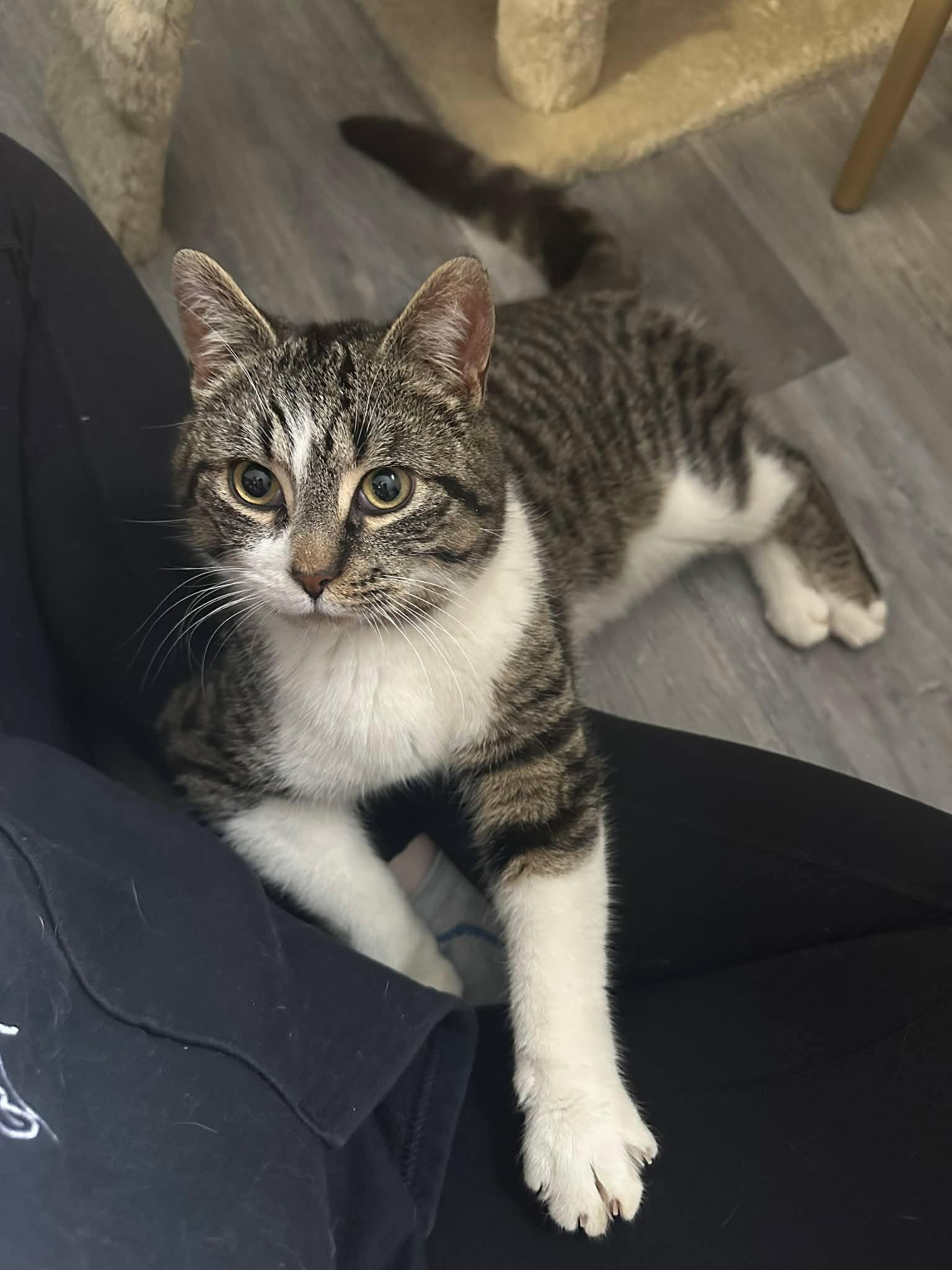 Enlarge Nolan, a ADOPTABLE Domestic Short Hair in Shakespeare, ON image 3/6